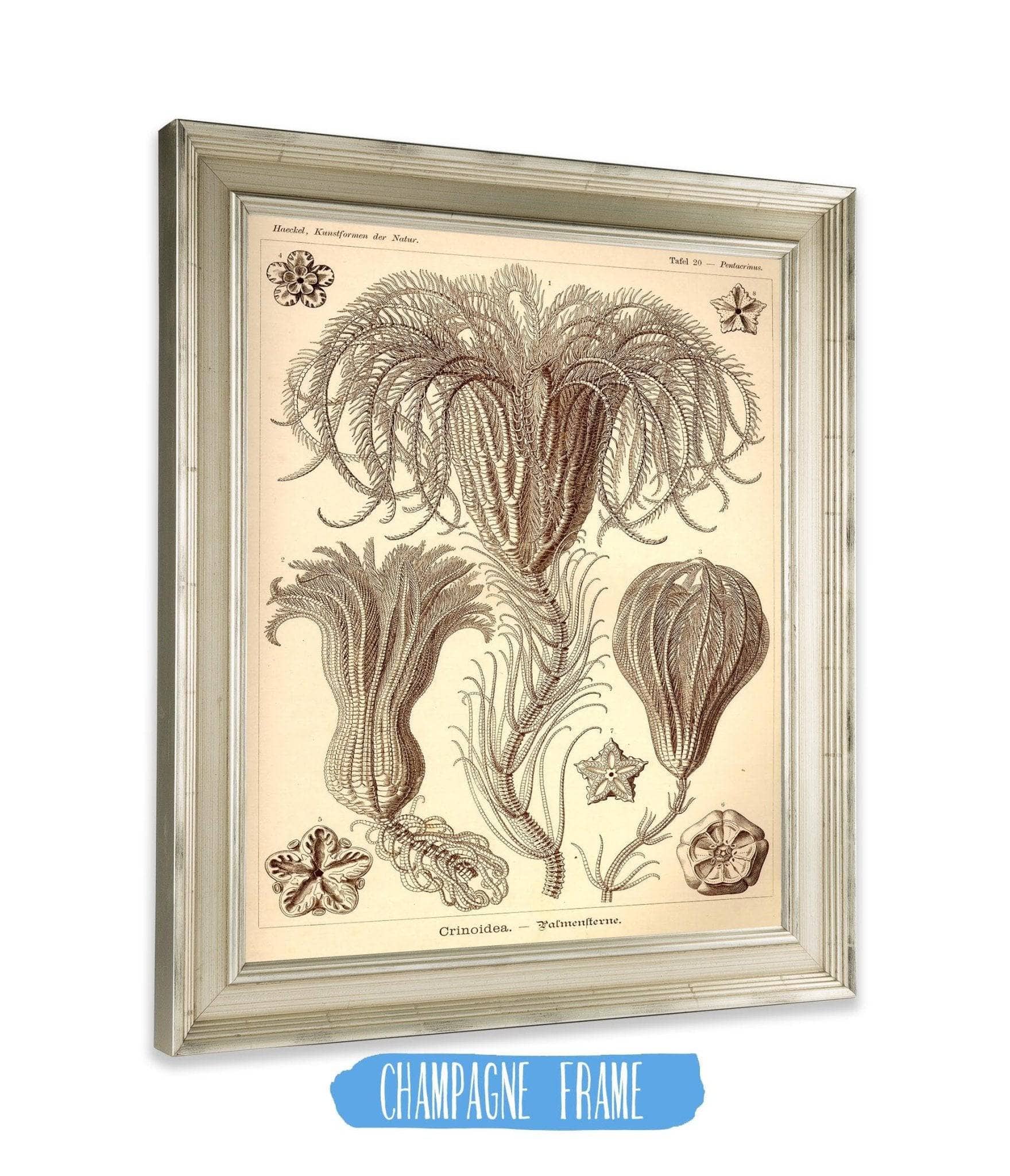 Marine Animals (Crinoidea. - Palmensterne) - Image 2