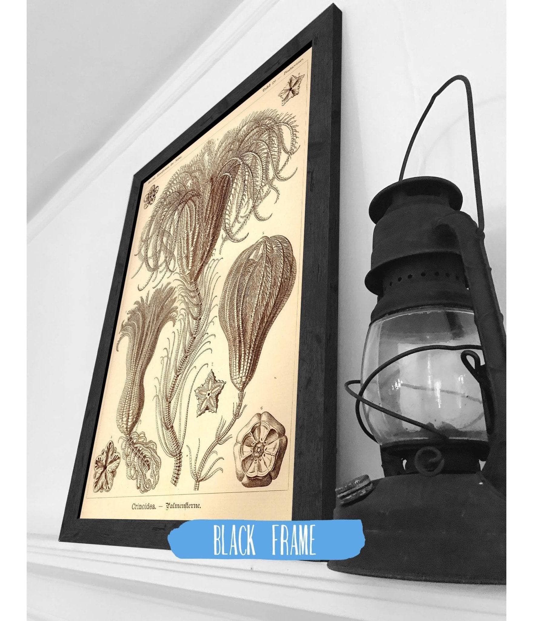 Marine Animals (Crinoidea. - Palmensterne) - Image 3