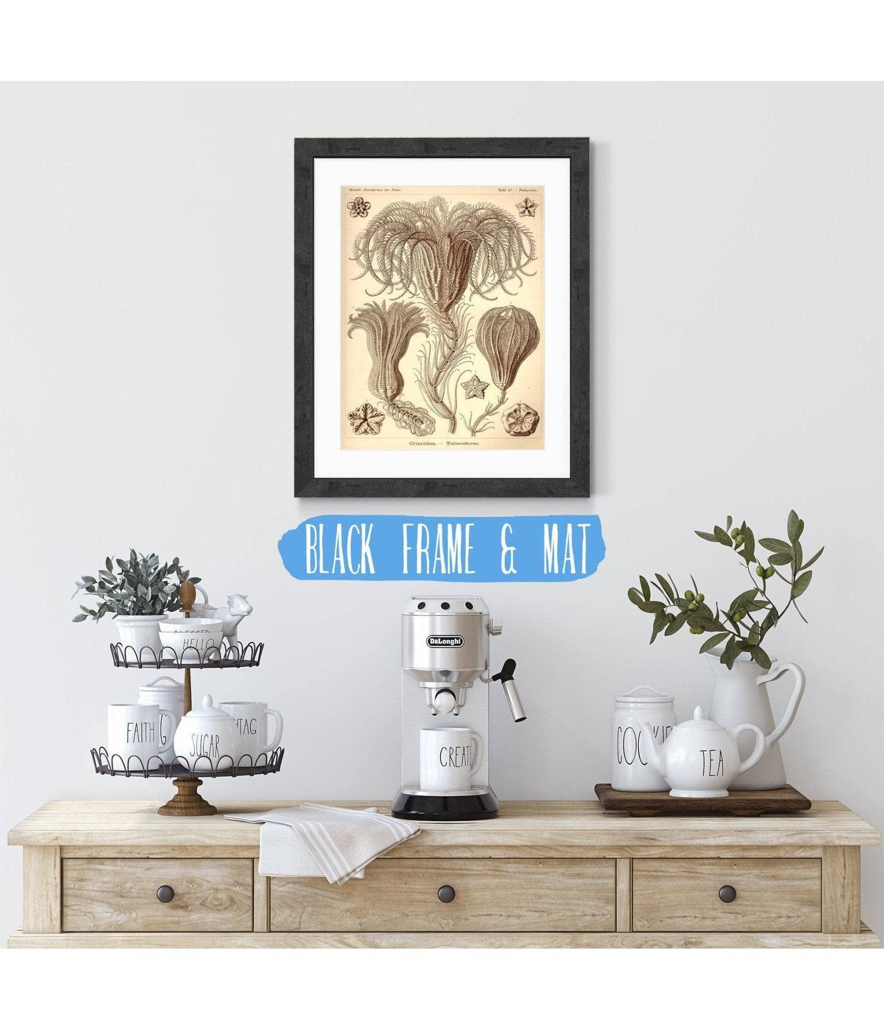 Marine Animals (Crinoidea. - Palmensterne) - Image 5