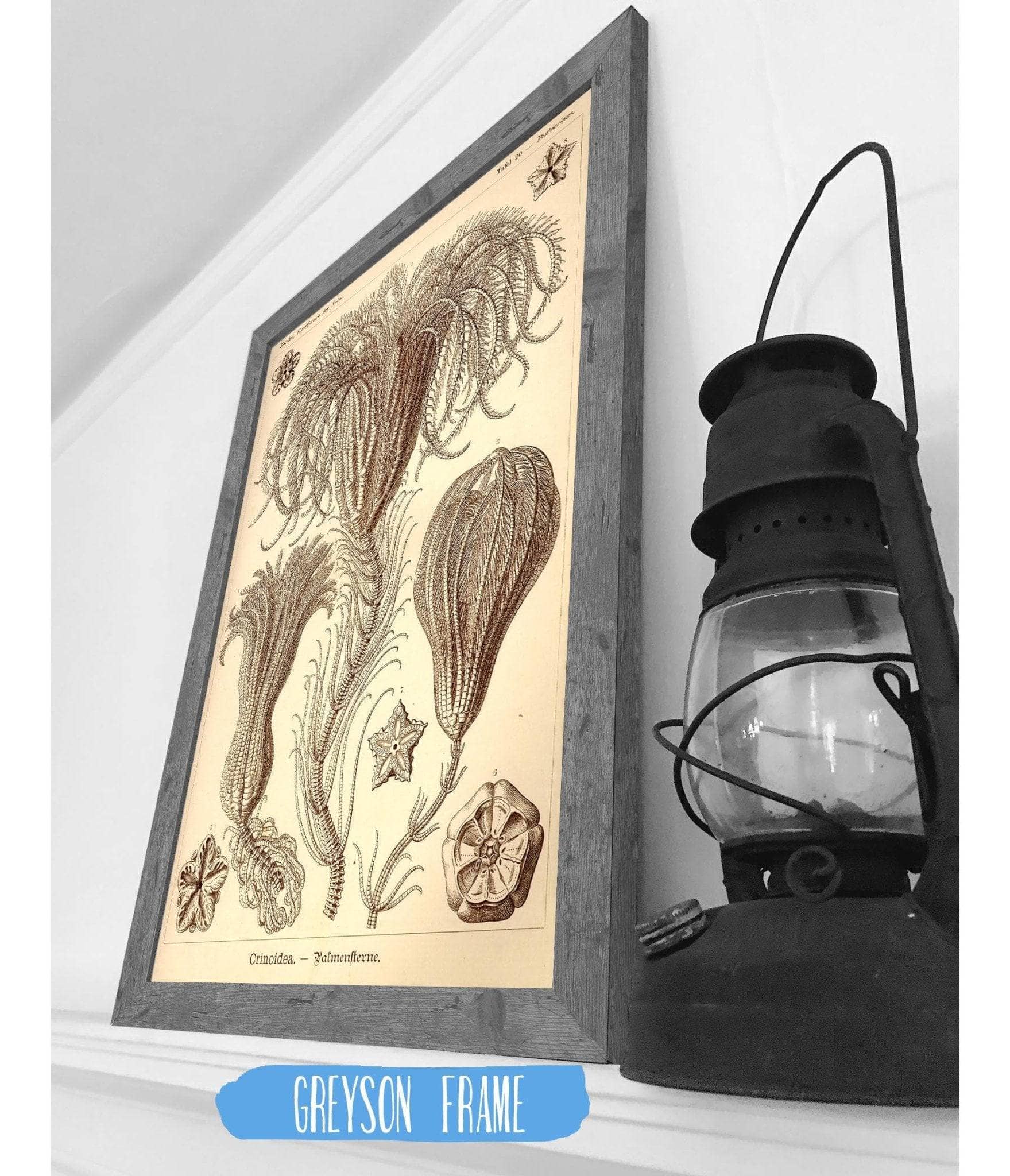 Marine Animals (Crinoidea. - Palmensterne) - Image 7