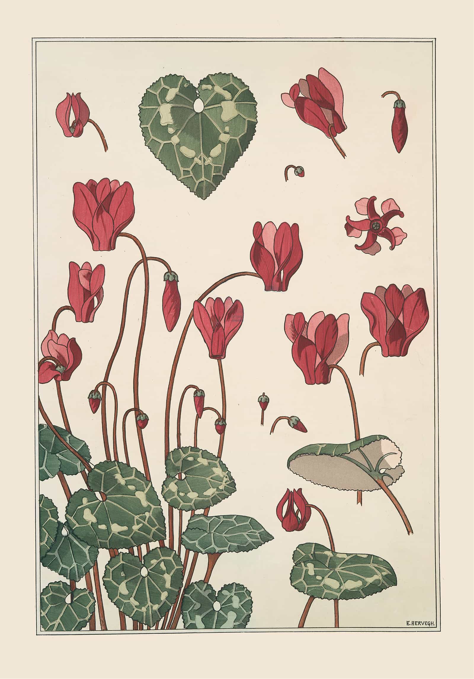 Cyclamen by Maurice Pillard Verneuil - Image 4