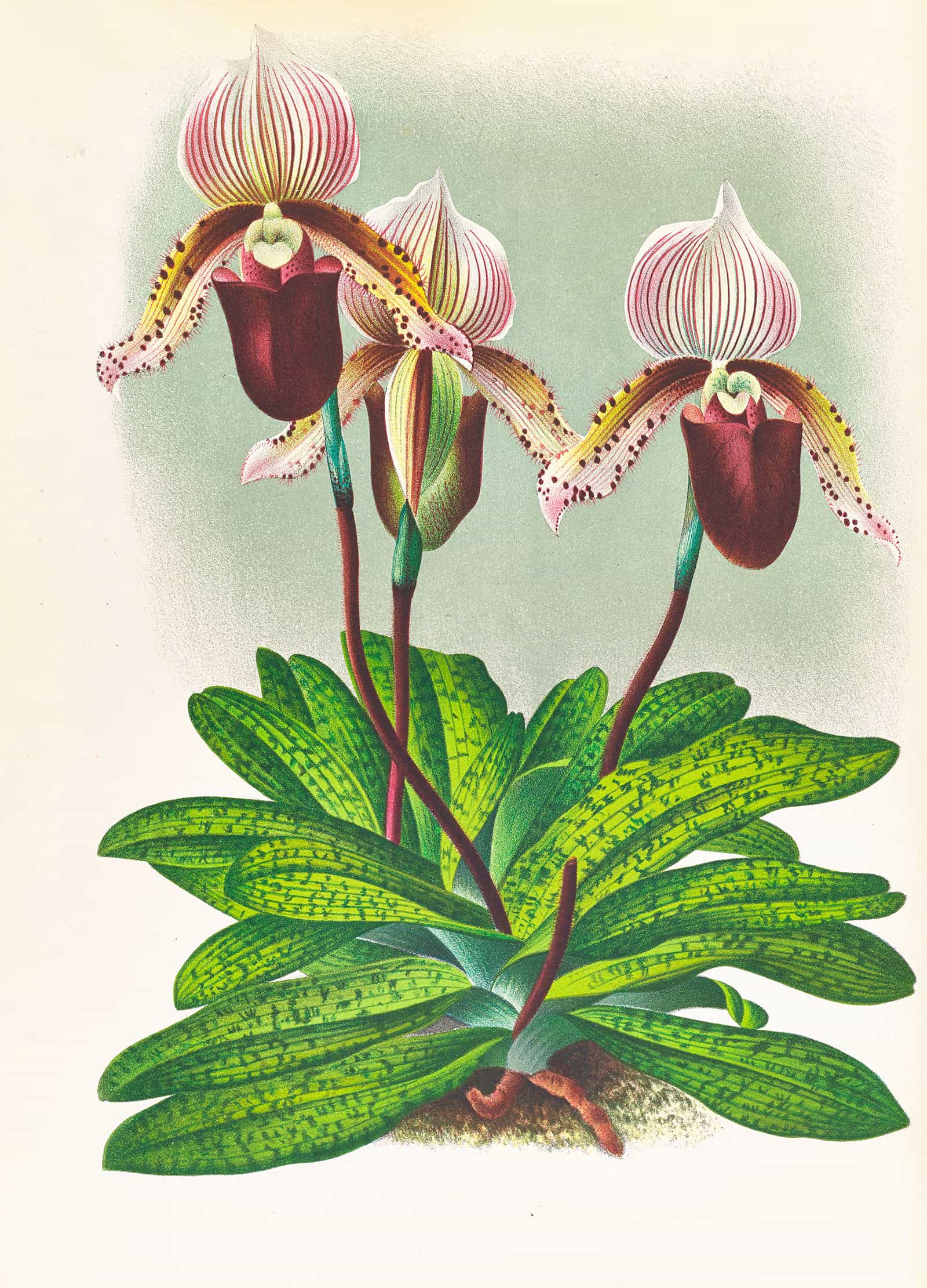 Cypripedium Barbato Veitchianum by Jean Jules Linden - Image 2