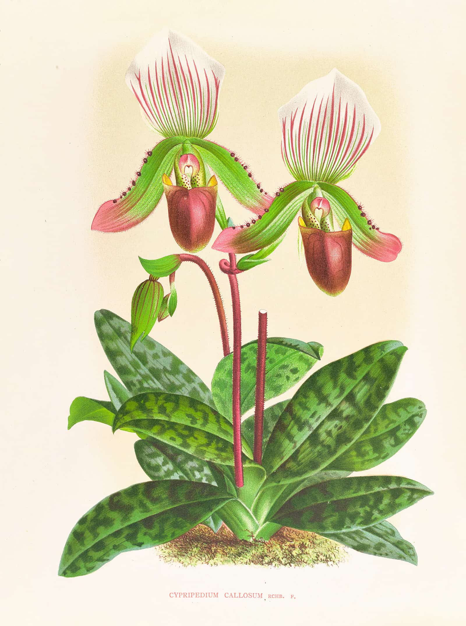 Cypripedium Callosum by Jean Jules Linden - Image 2