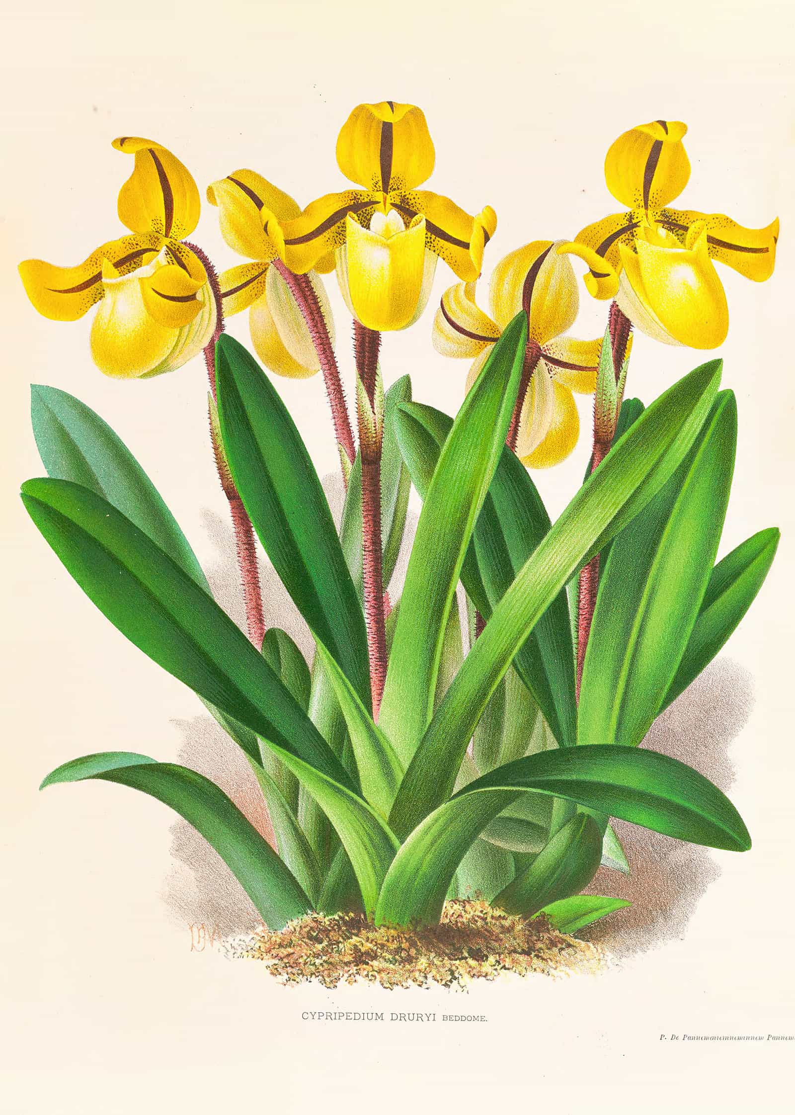 Cypripedium Druryi by Jean Jules Linden - Image 2