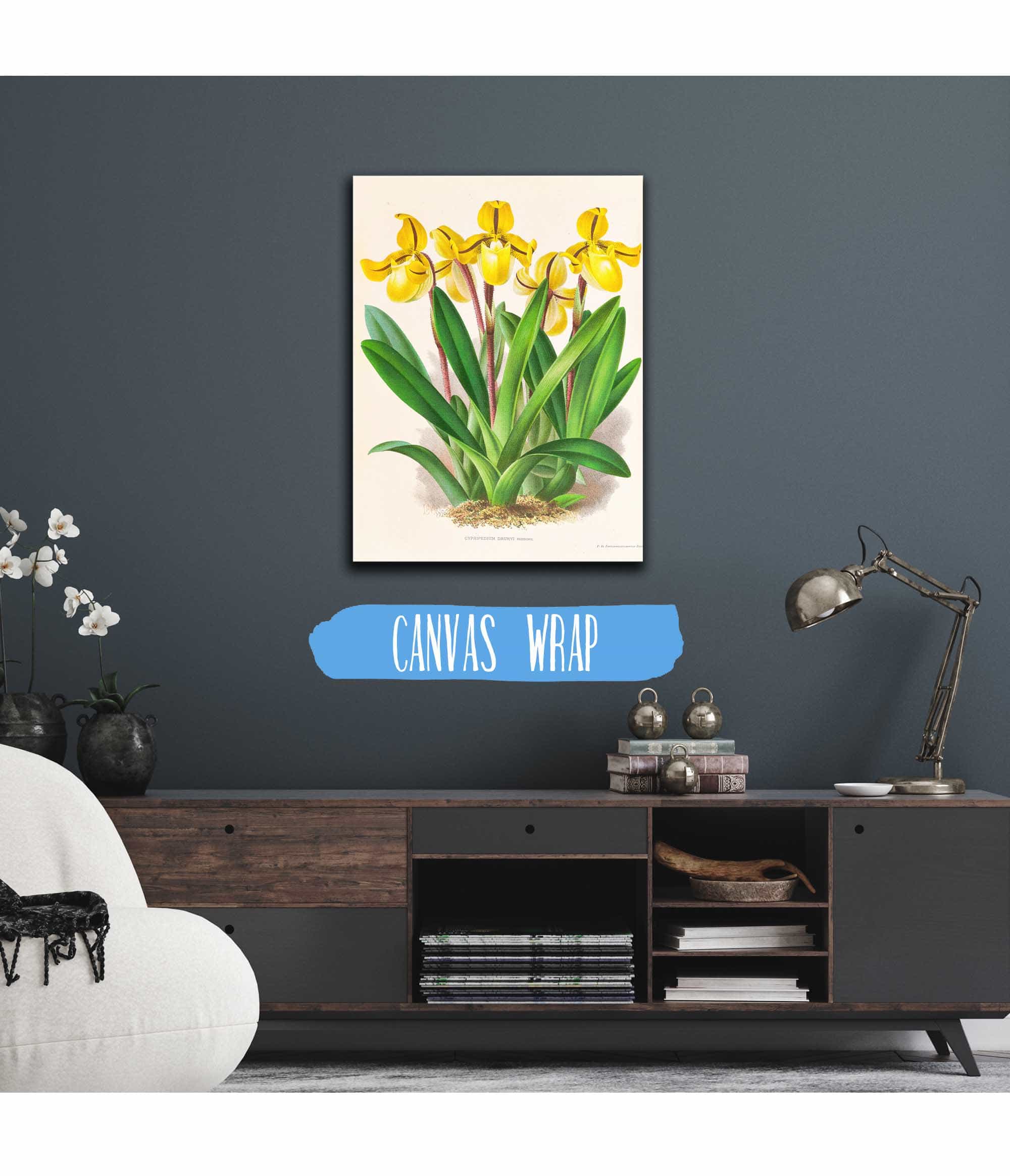 Cypripedium Druryi by Jean Jules Linden - Image 3