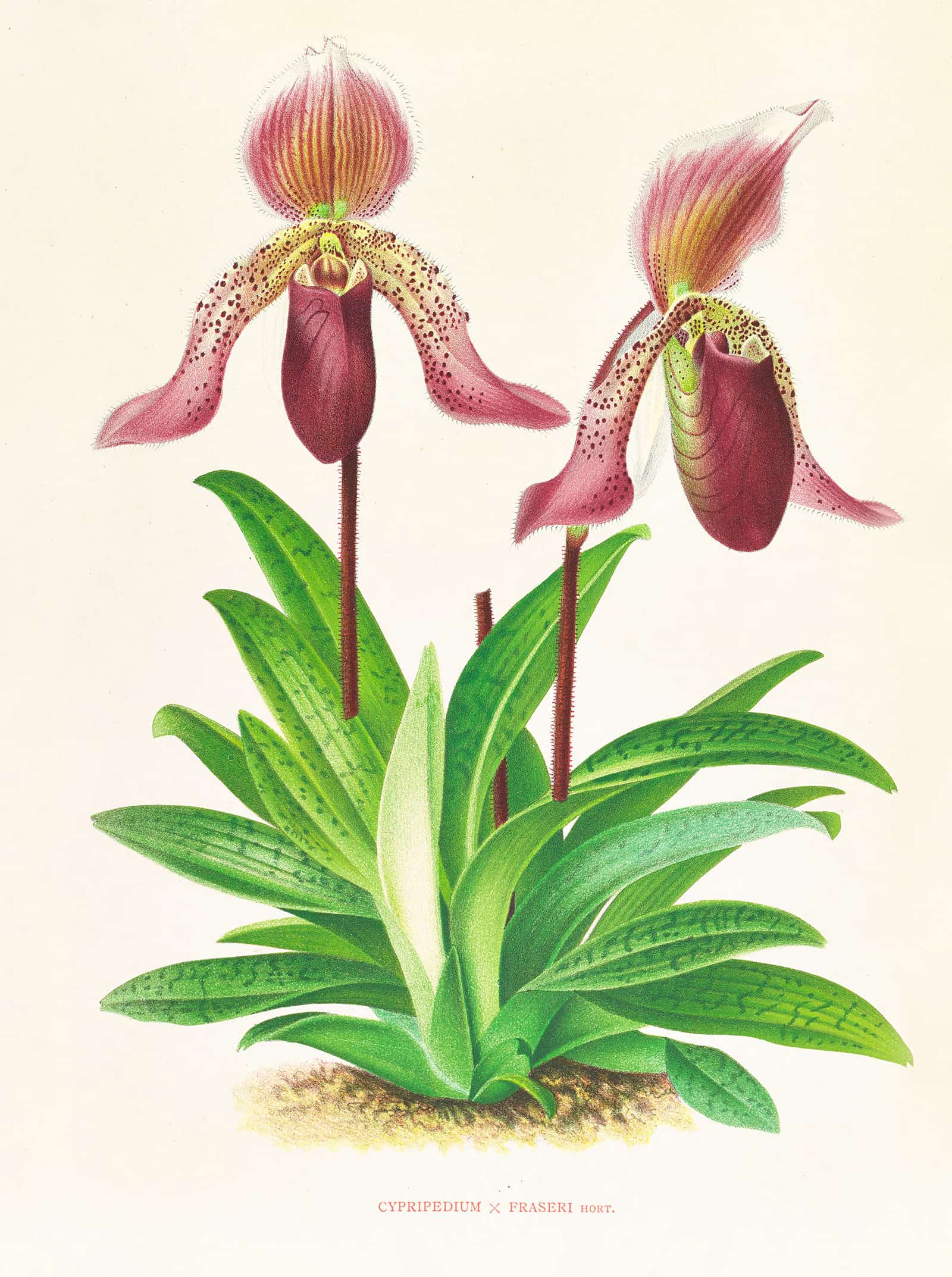 Cypripedium Fraseri by Jean Jules Linden - Image 2