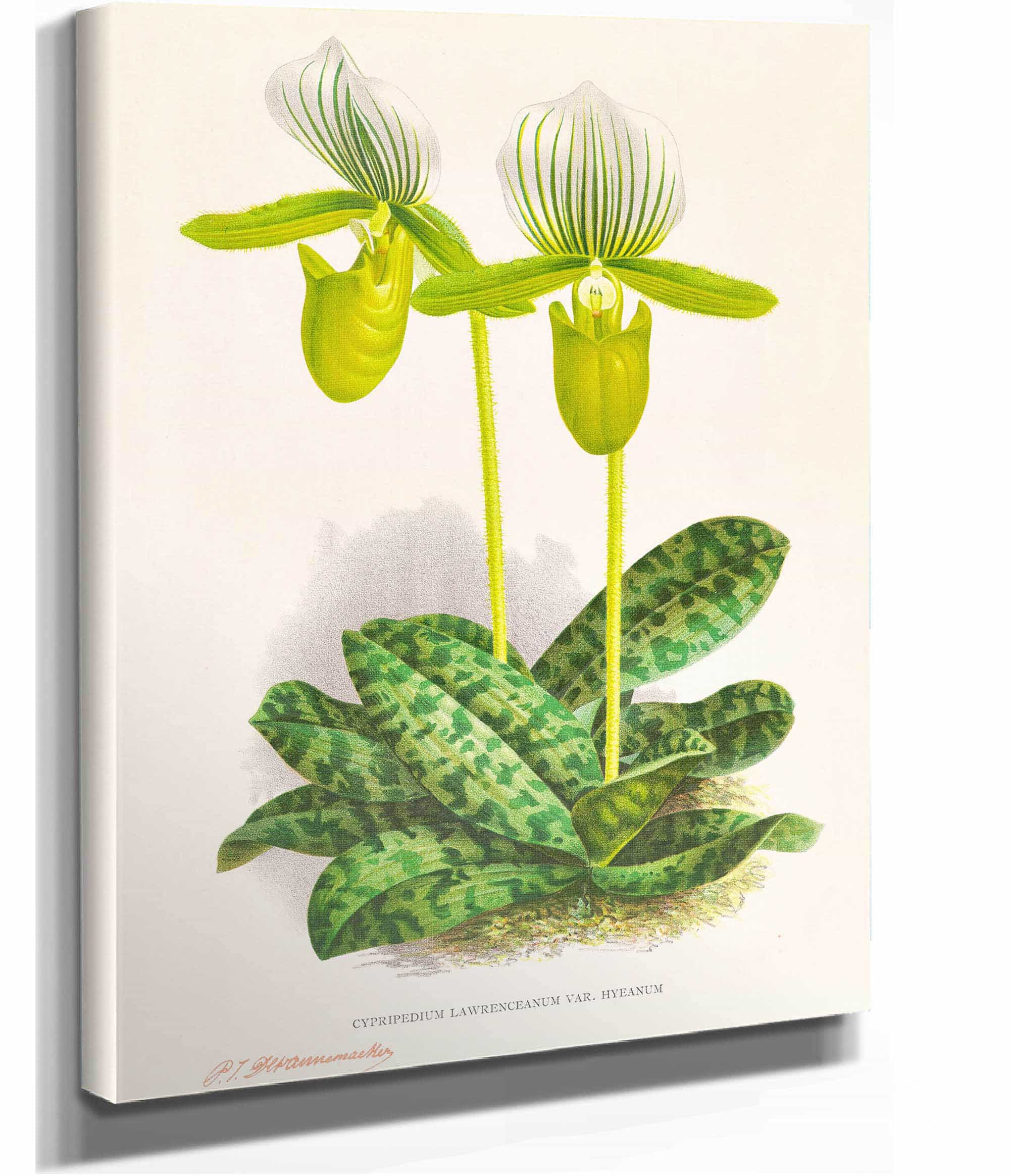 Cypripedium Lawrenceanum Var Hyeanum by Jean Jules Linden