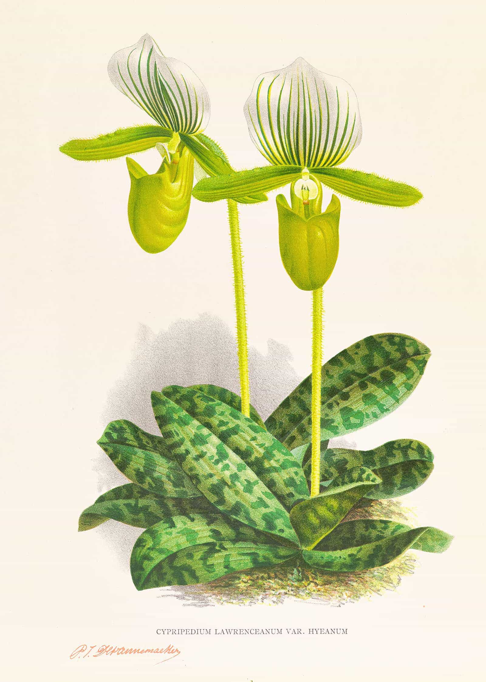 Cypripedium Lawrenceanum Var Hyeanum by Jean Jules Linden - Image 2