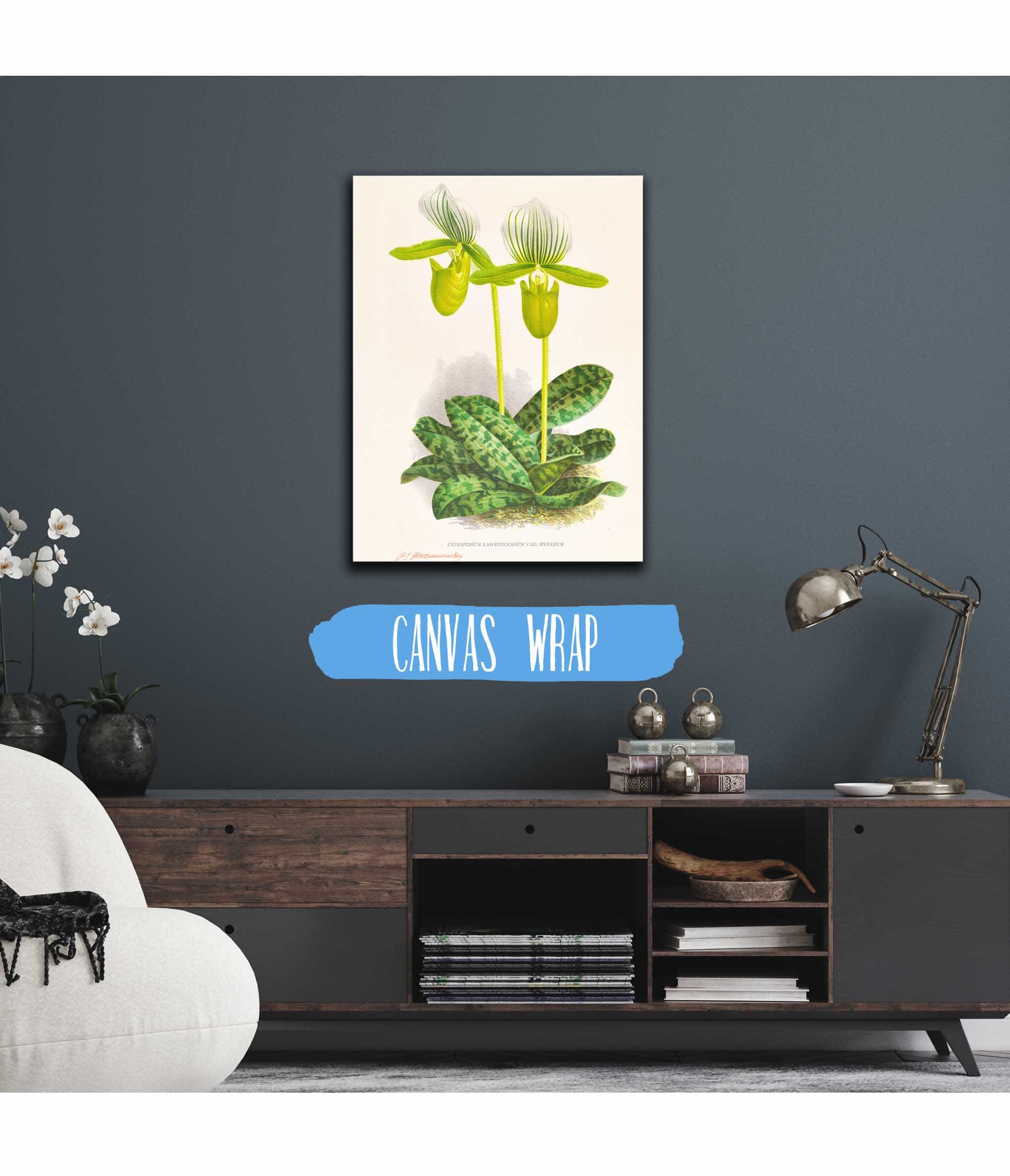 Cypripedium Lawrenceanum Var Hyeanum by Jean Jules Linden - Image 3
