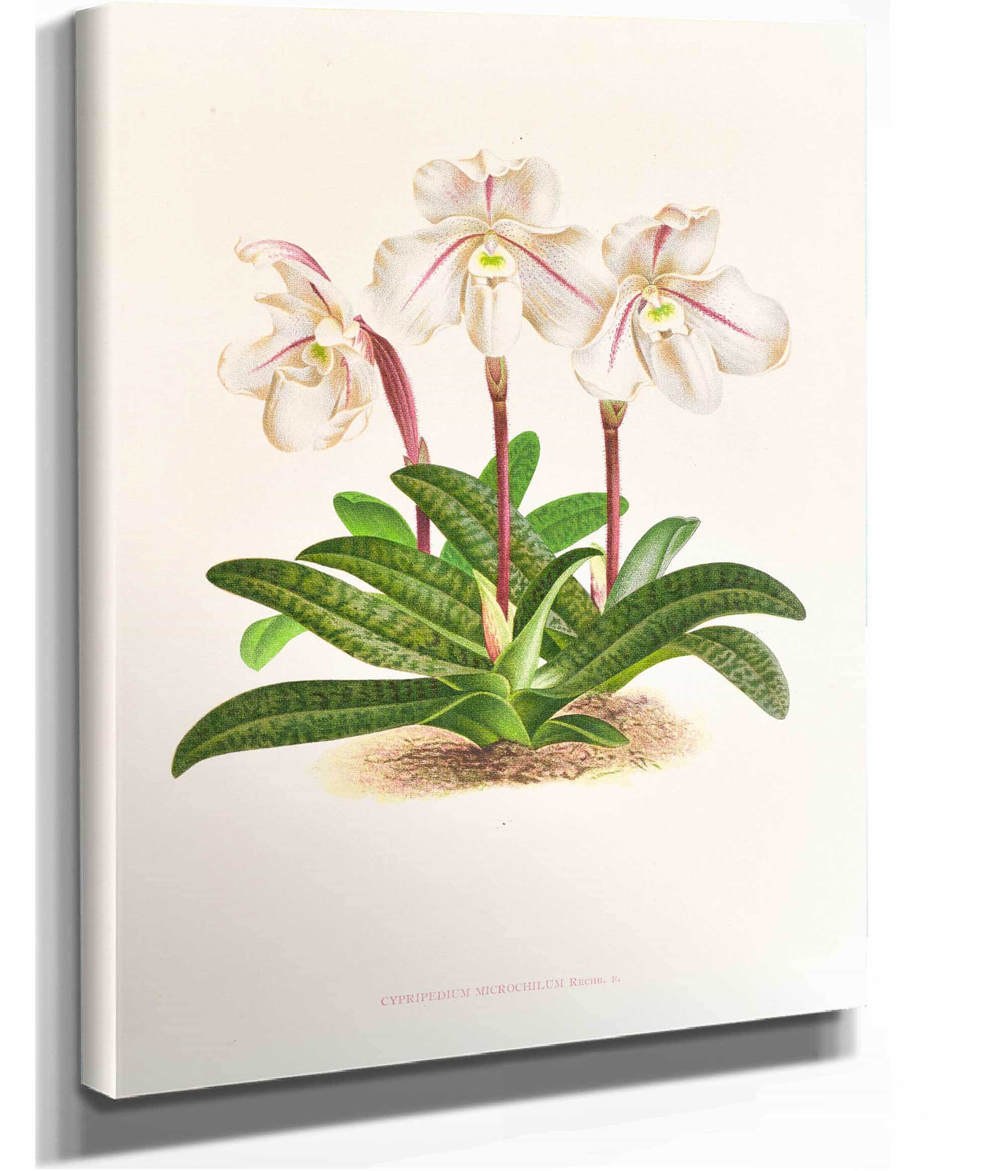 Cypripedium Microchilum by Jean Jules Linden