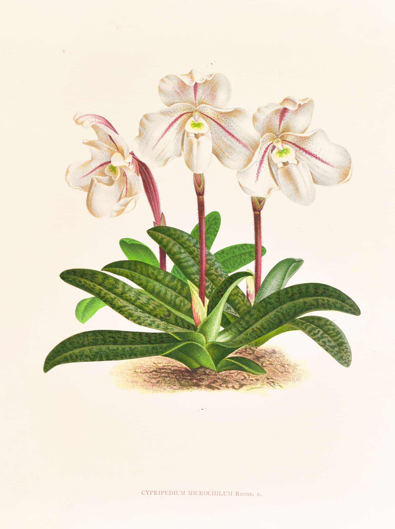 Cypripedium Microchilum by Jean Jules Linden - Image 2