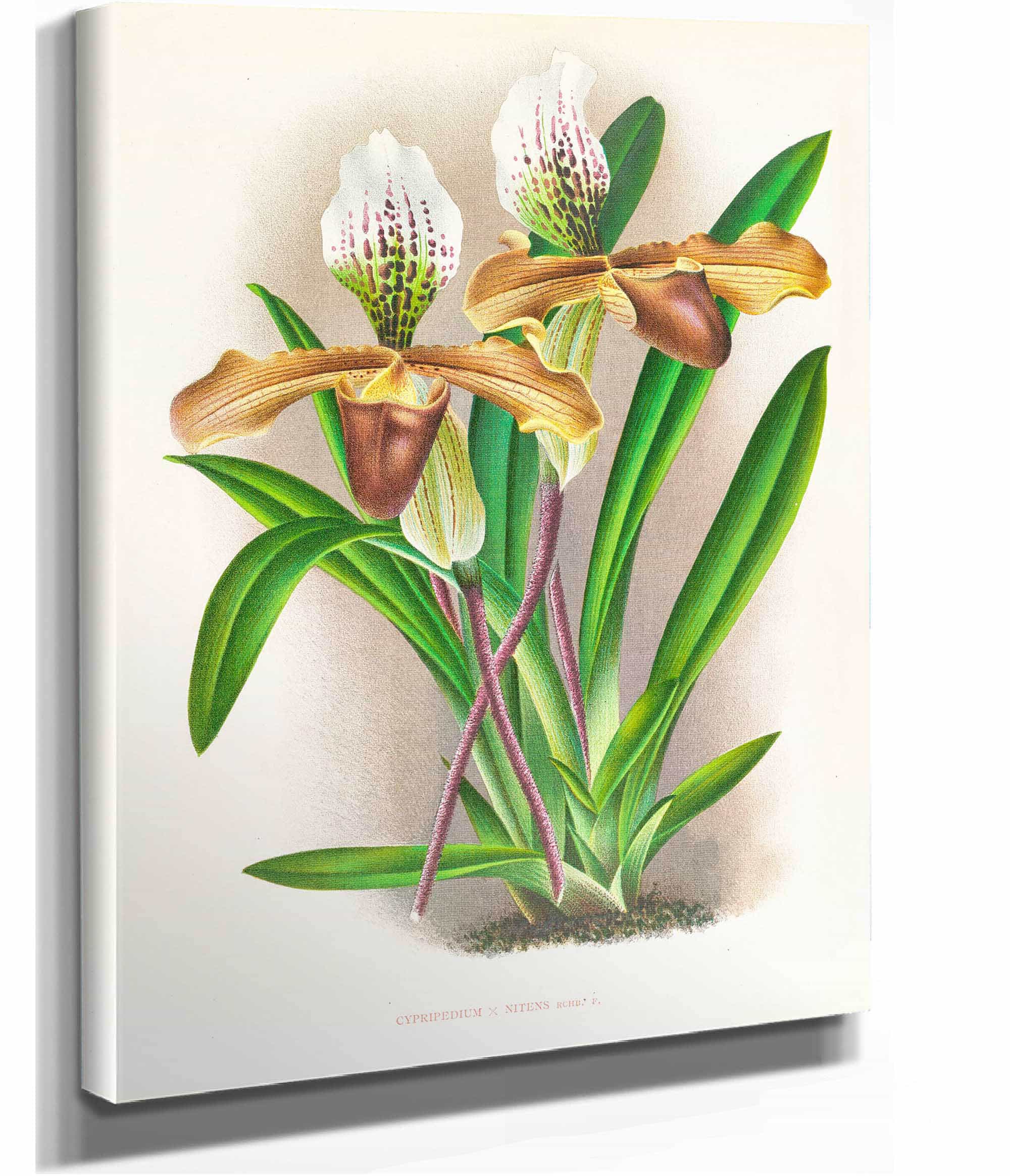 Cypripedium Nitens by Jean Jules Linden