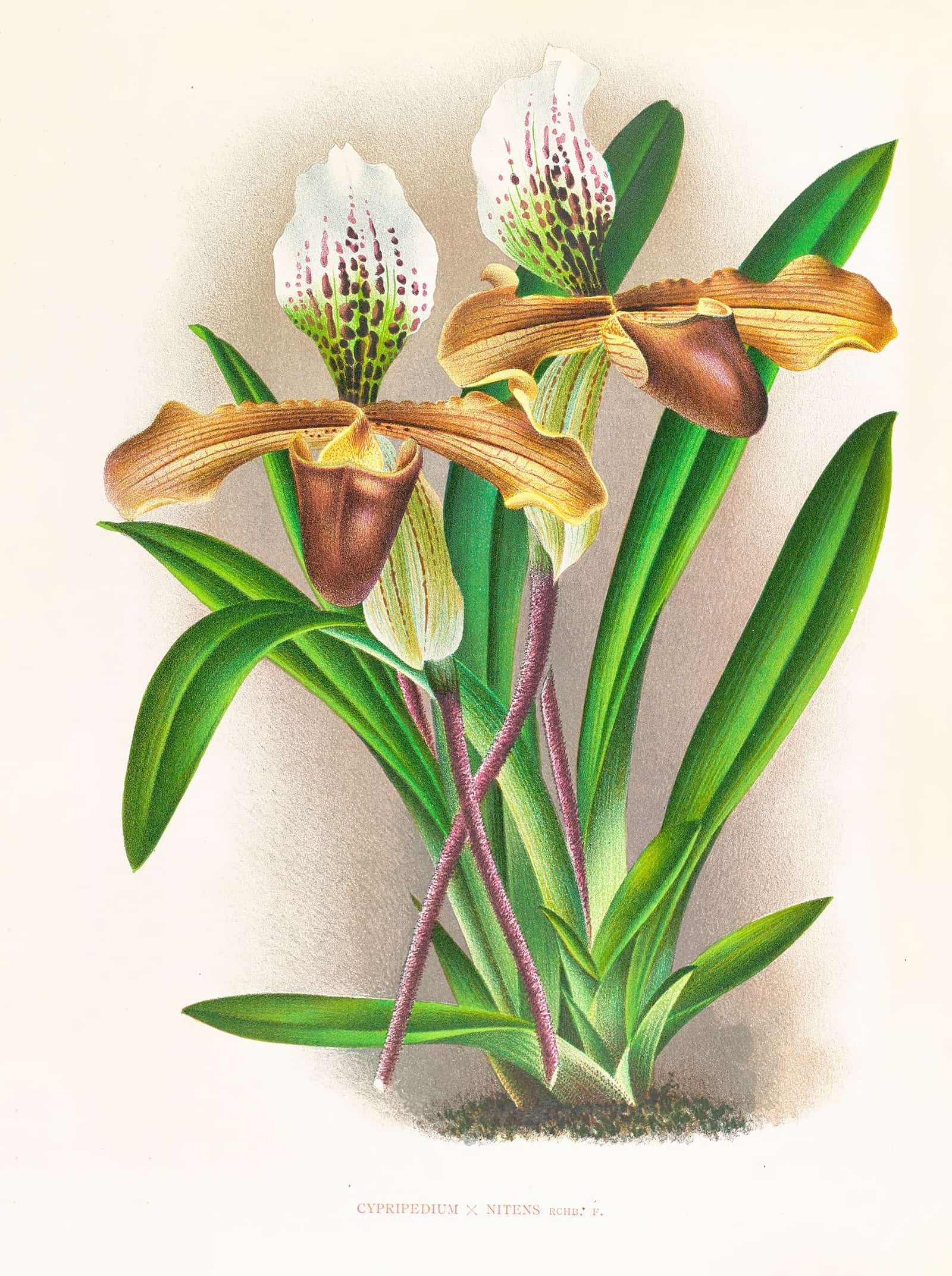 Cypripedium Nitens by Jean Jules Linden - Image 2