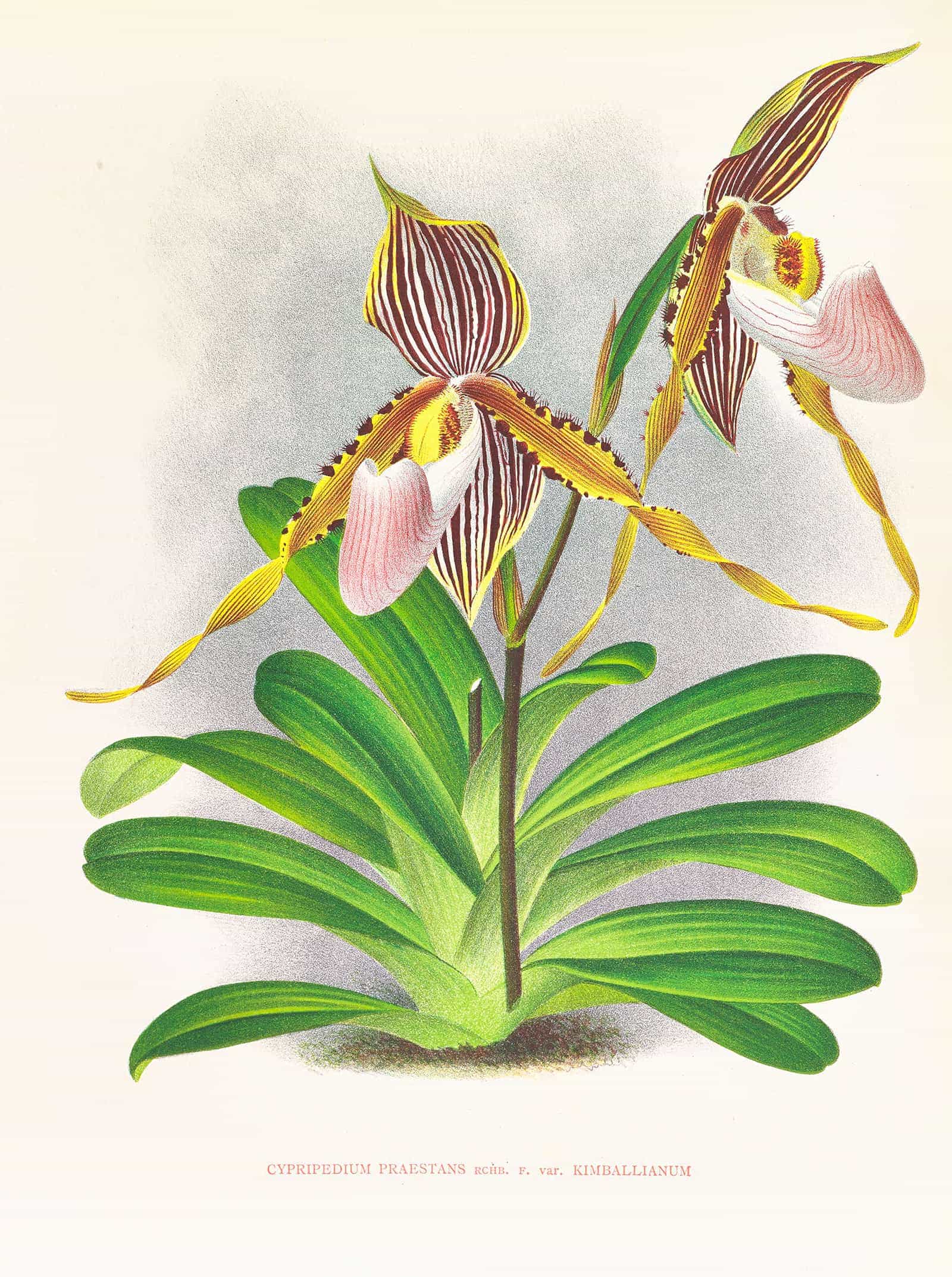 Cypripedium Praestans Var Kimballianum by Jean Jules Linden - Image 2