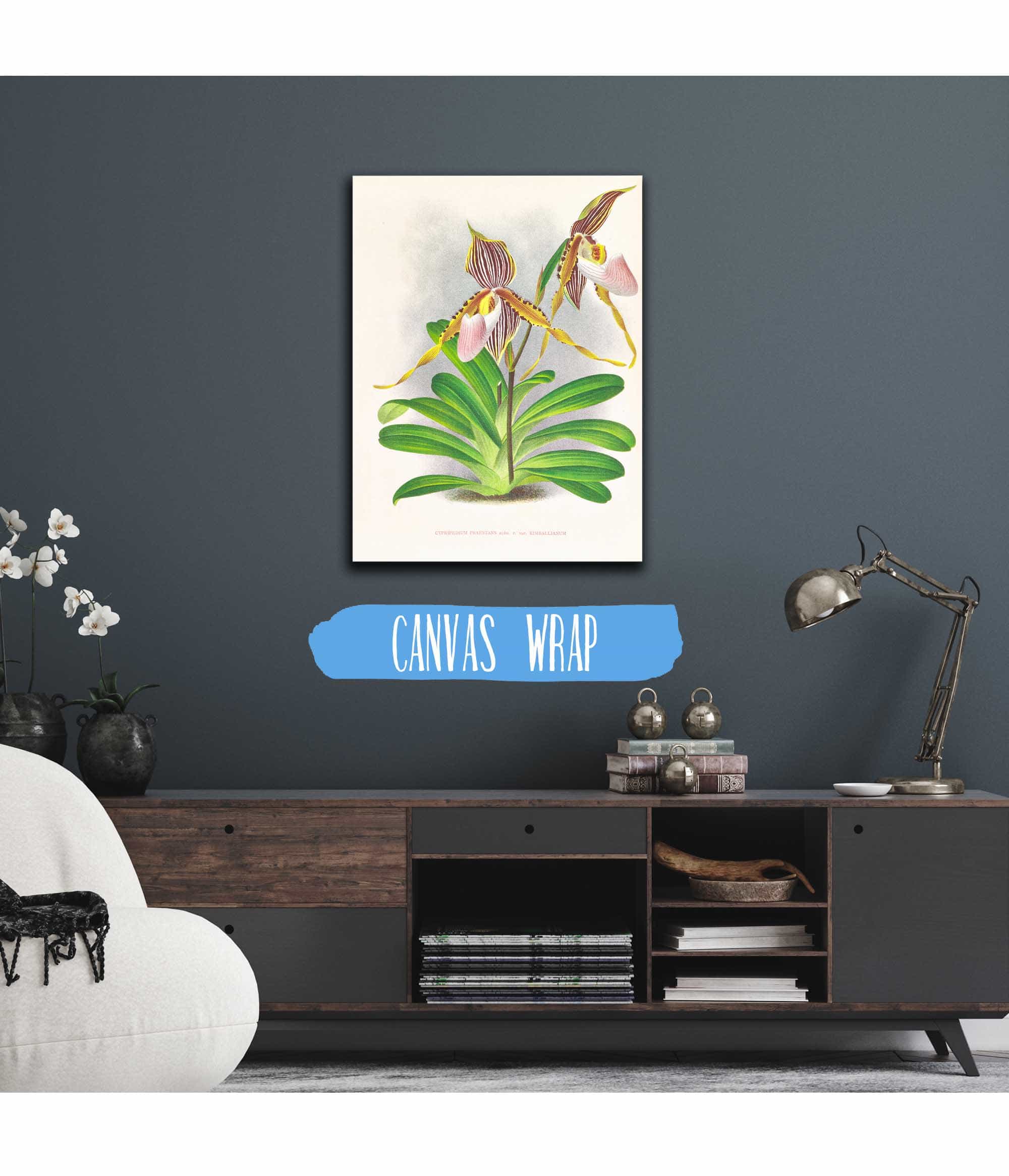 Cypripedium Praestans Var Kimballianum by Jean Jules Linden - Image 3