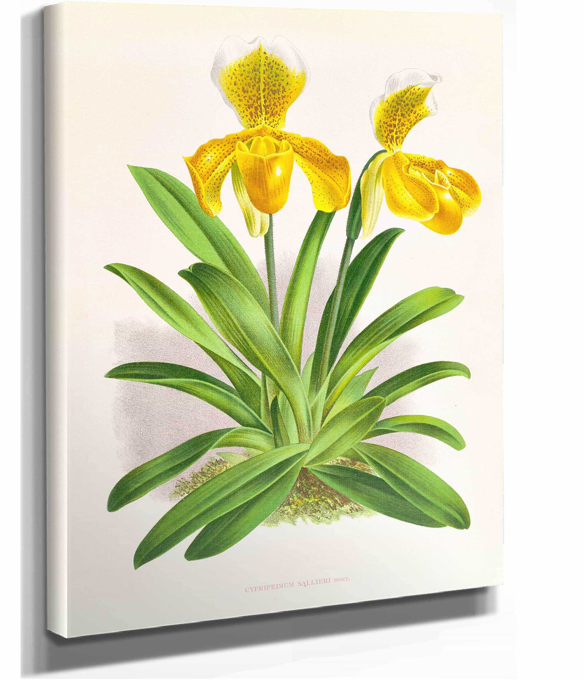 Cypripedium Sallieri by Jean Jules Linden