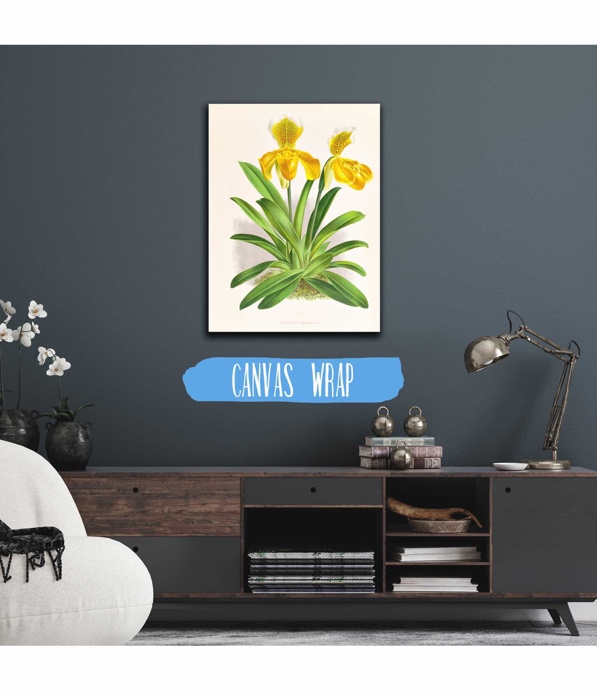 Cypripedium Sallieri by Jean Jules Linden - Image 3