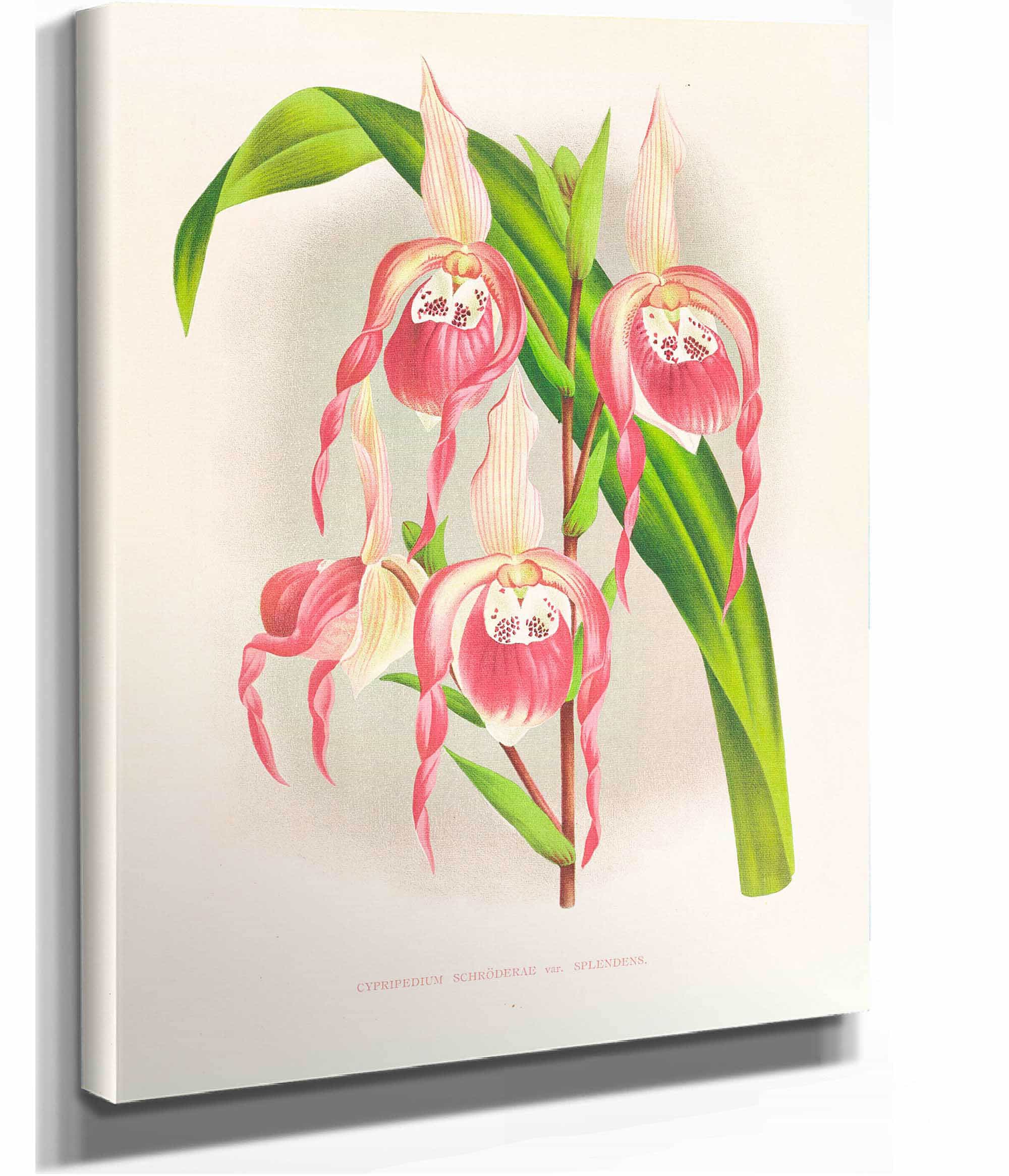 Cypripedium Schroderae Var Splendens by Jean Jules Linden