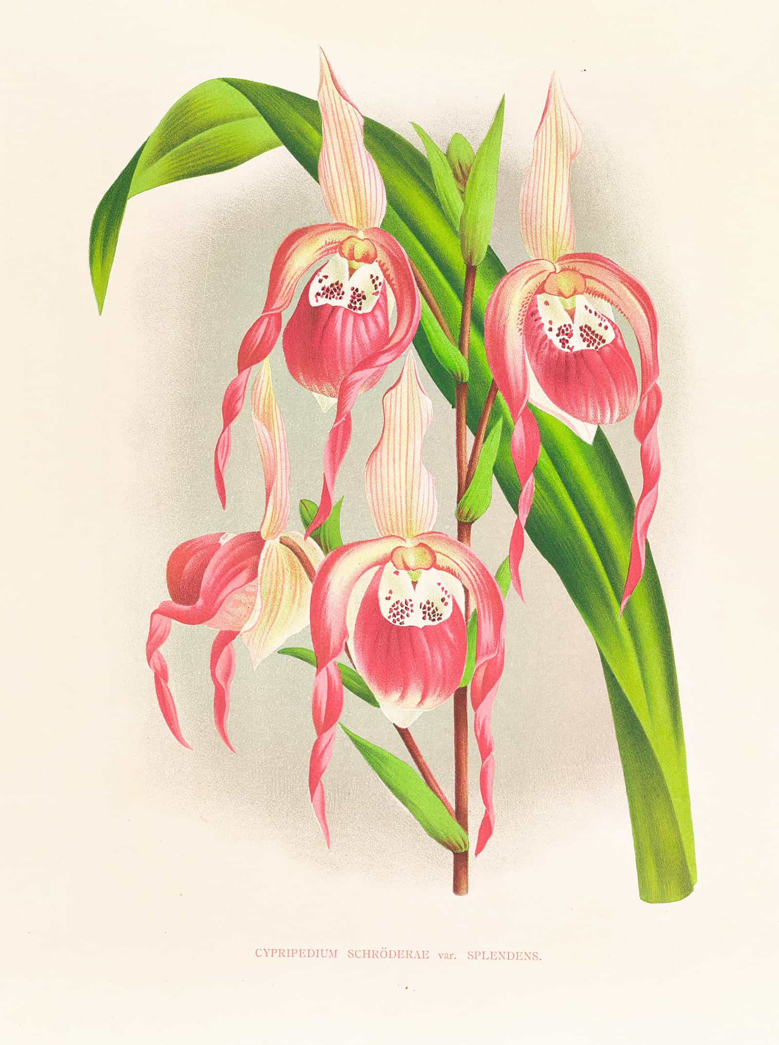 Cypripedium Schroderae Var Splendens by Jean Jules Linden - Image 2