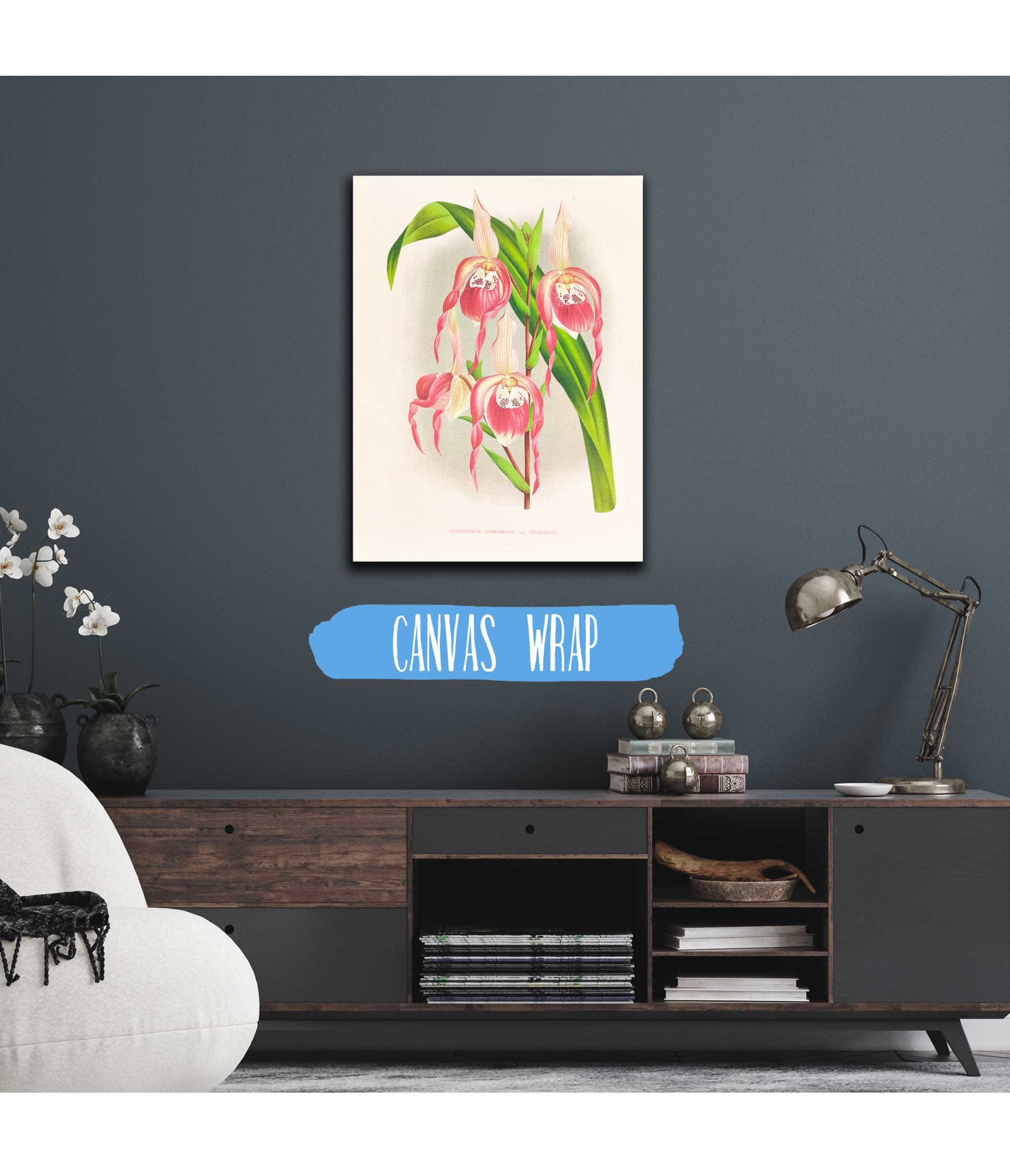 Cypripedium Schroderae Var Splendens by Jean Jules Linden - Image 3