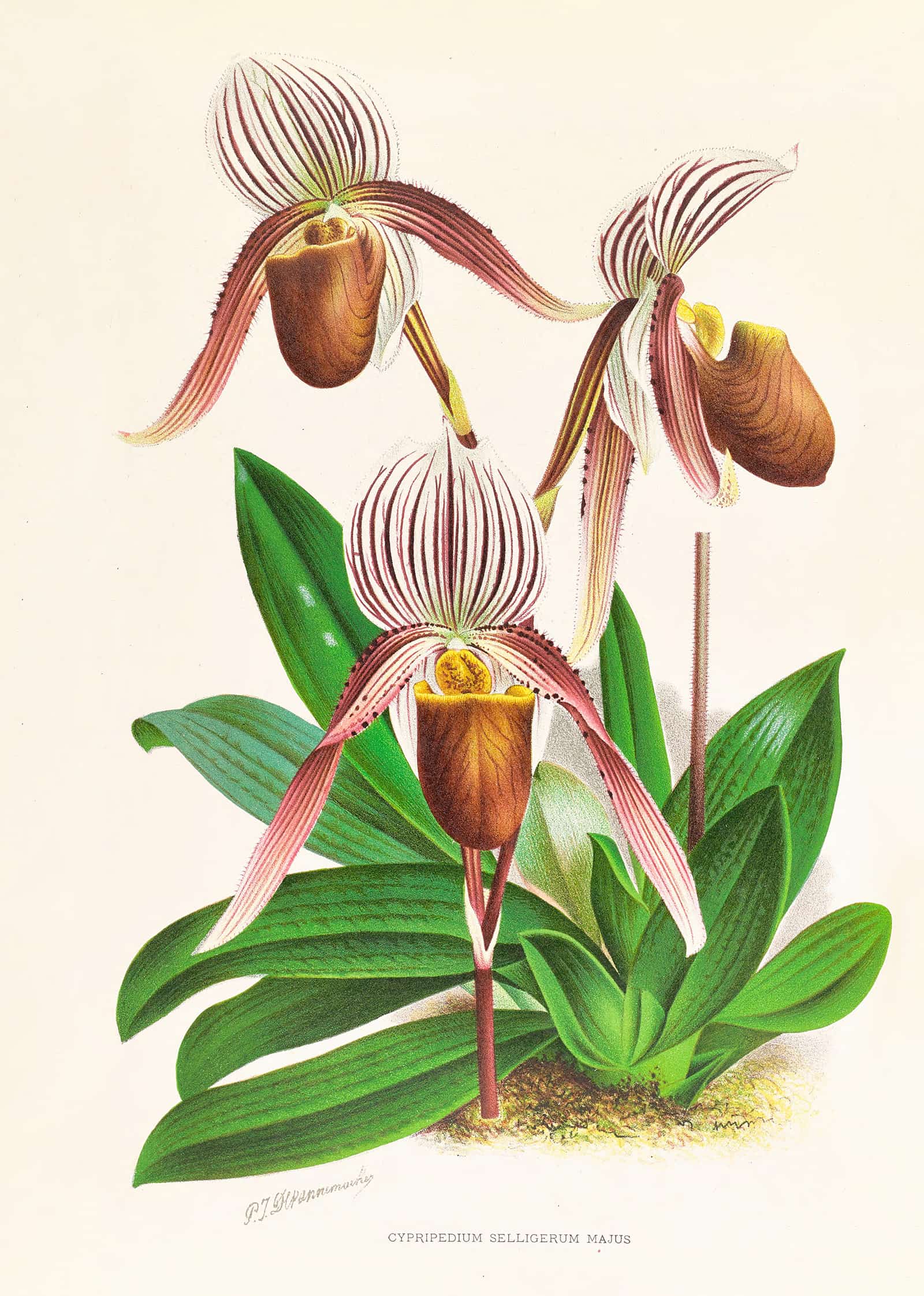 Cypripedium Selligerum Majus by Jean Jules Linden - Image 2