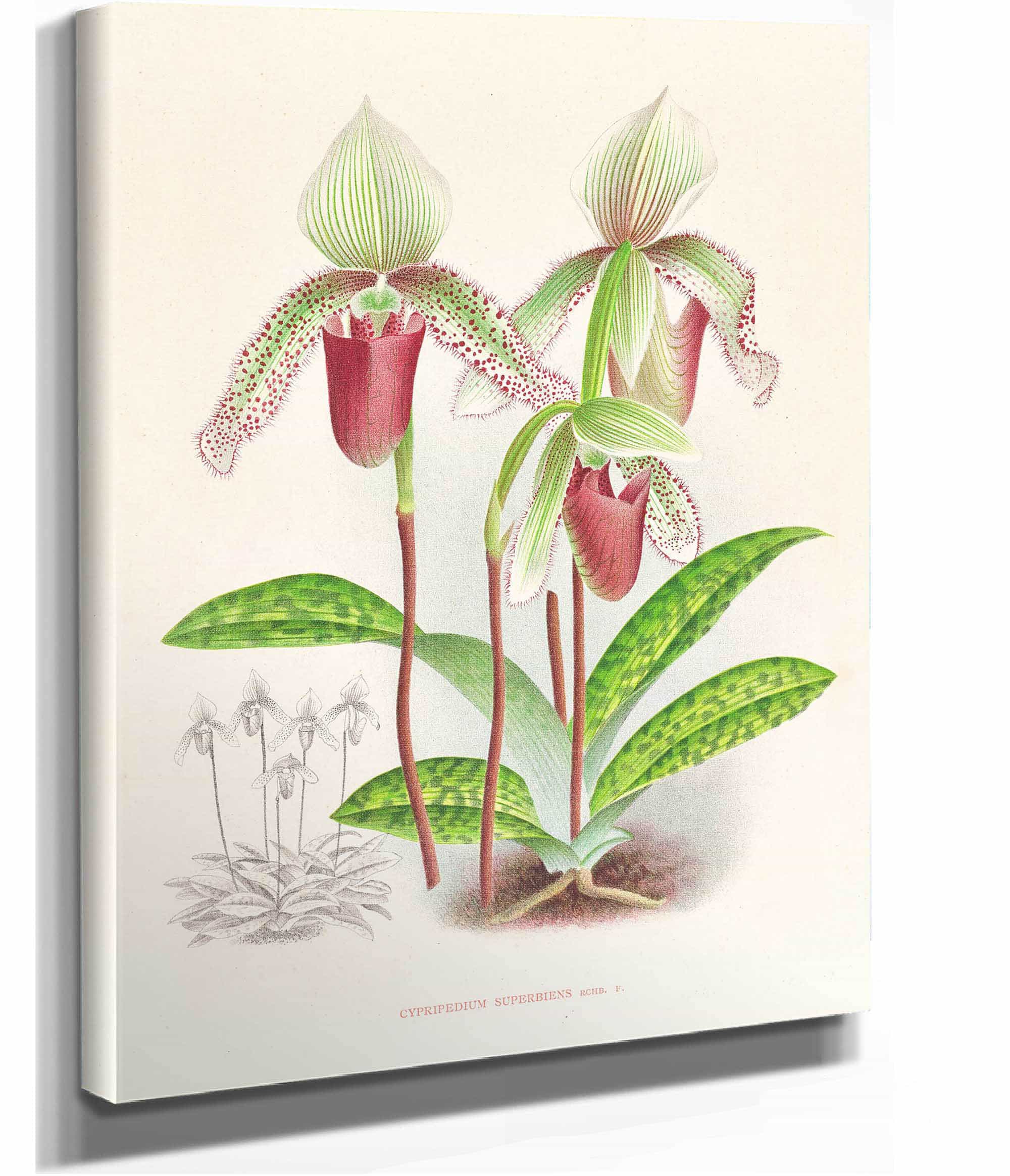Cypripedium Superbiens by Jean Jules Linden