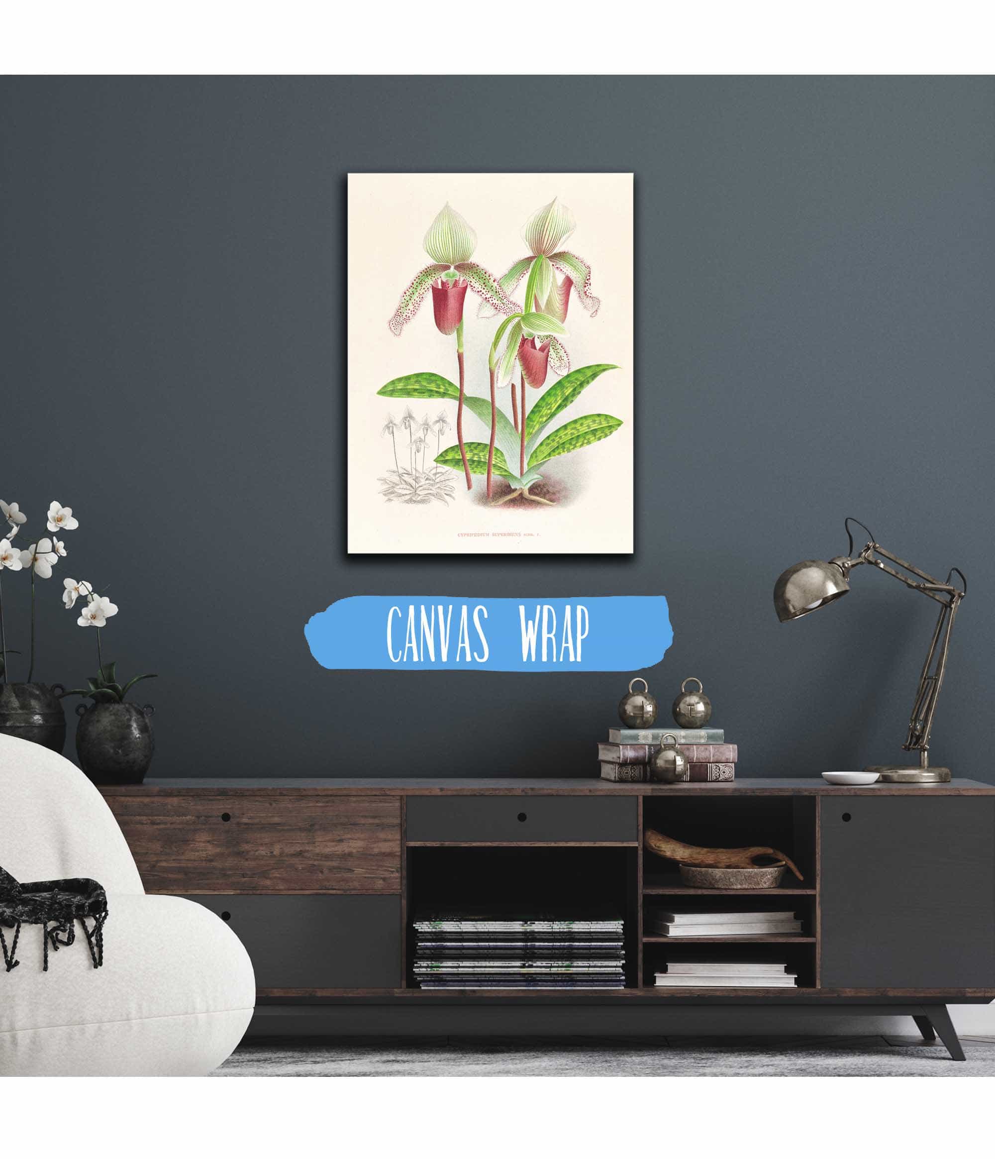 Cypripedium Superbiens by Jean Jules Linden - Image 3