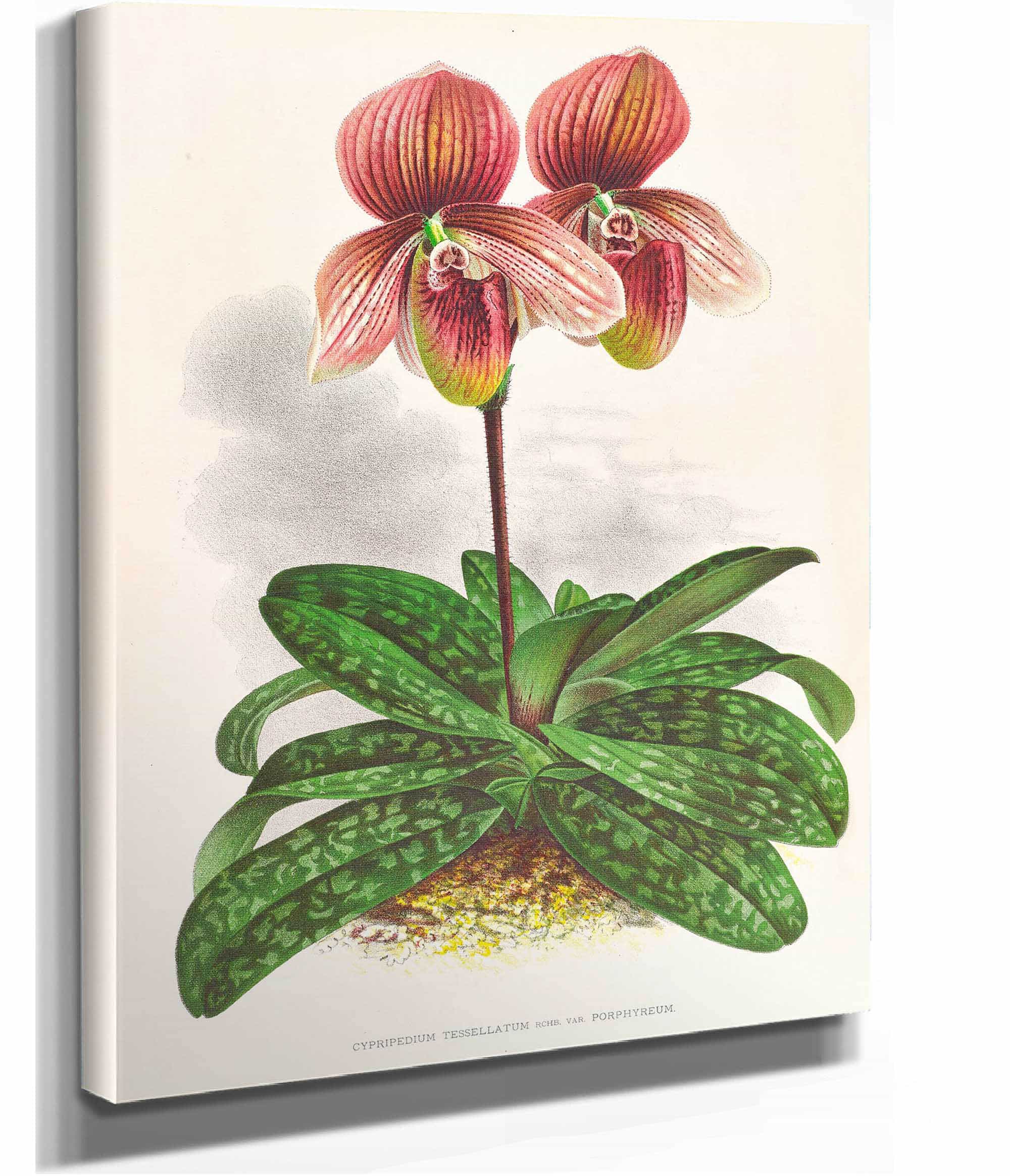 Cypripedium Tessellatum by Jean Jules Linden