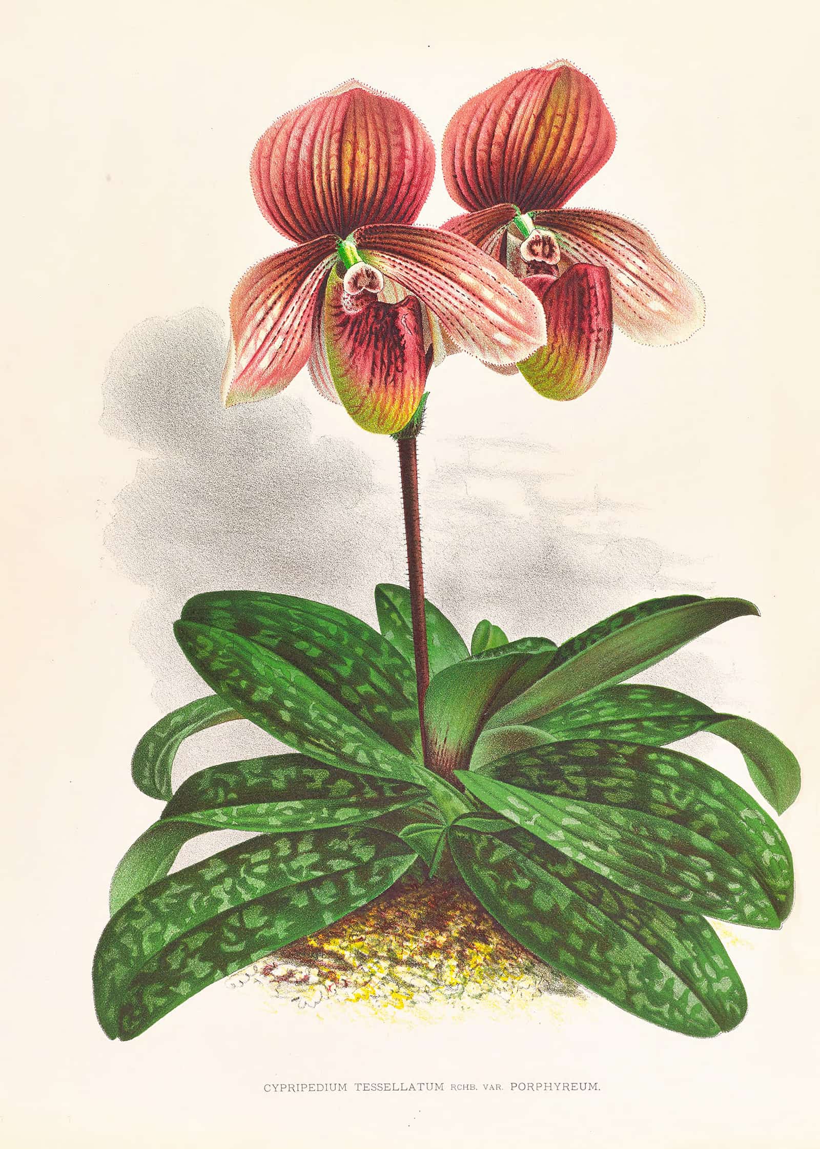 Cypripedium Tessellatum by Jean Jules Linden - Image 2