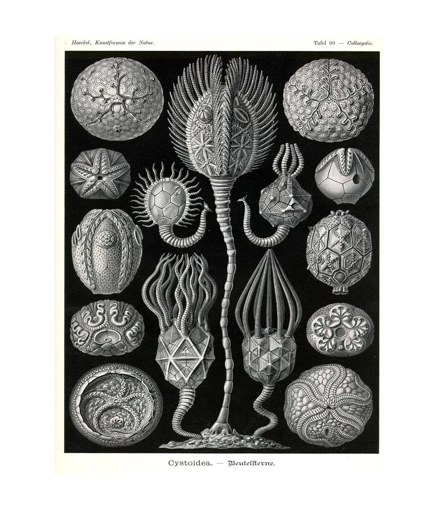 Marine Animals (Cystoidea. - Beutelsterne) - Image 6