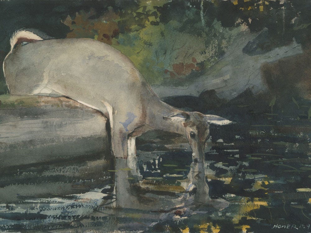Deer Drinking By Winslow Homer - Image 7