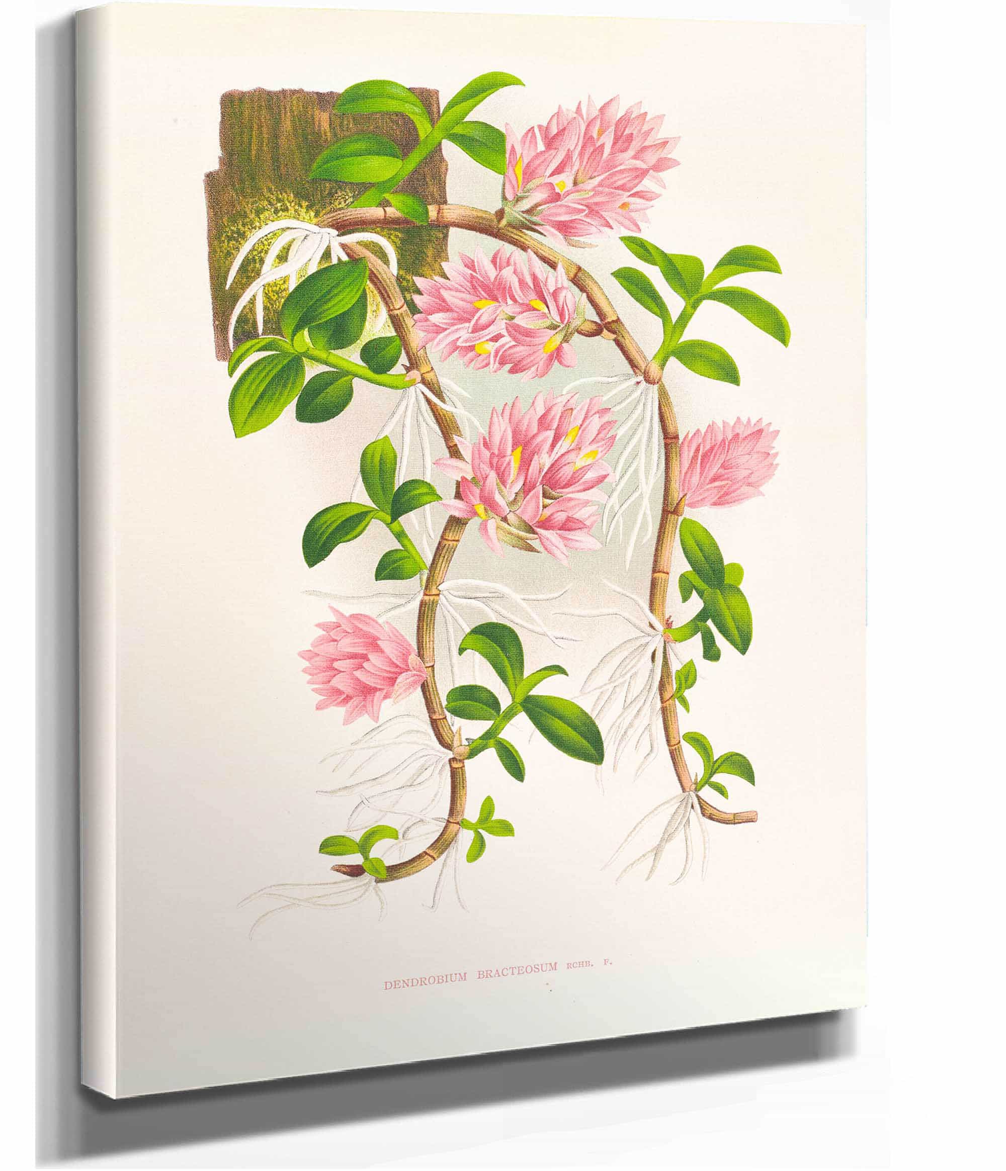 Dendrobium Bracteosum by Jean Jules Linden