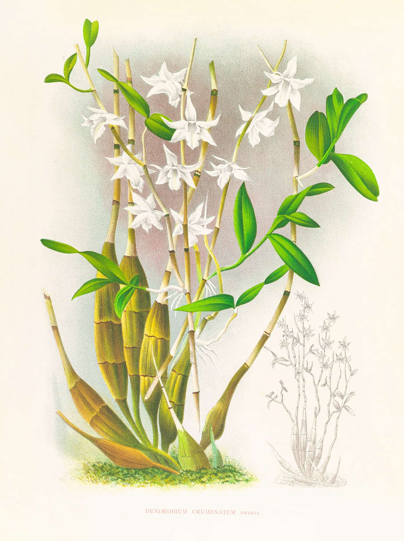 Dendrobium Crumenatum by Jean Jules Linden - Image 2