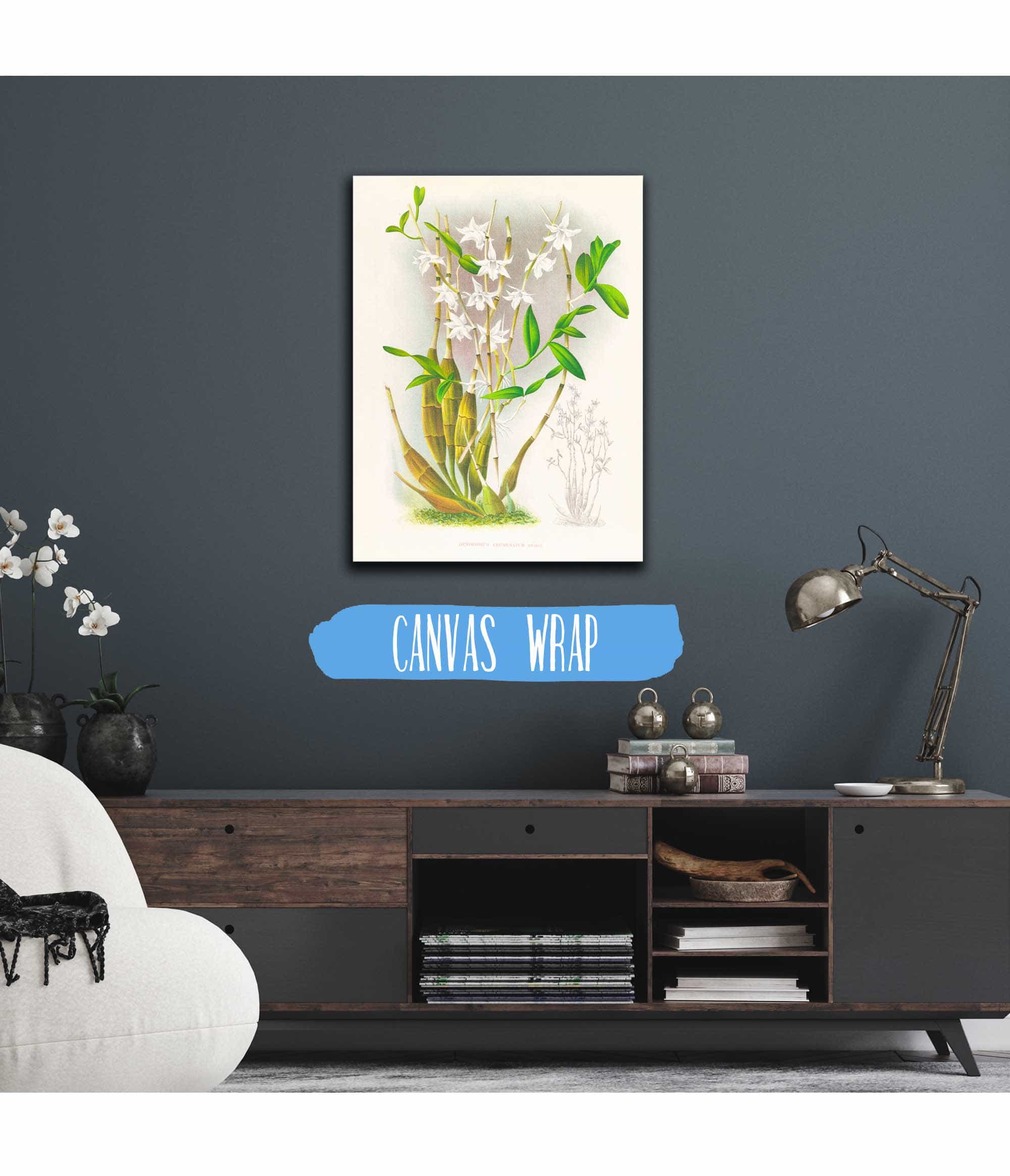 Dendrobium Crumenatum by Jean Jules Linden - Image 3
