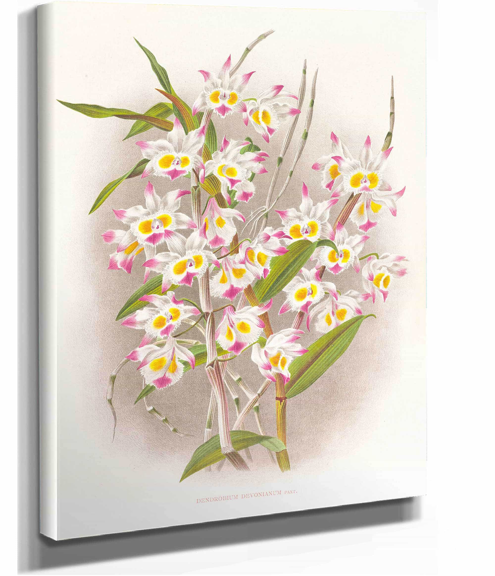 Dendrobium Devonianum by Jean Jules Linden