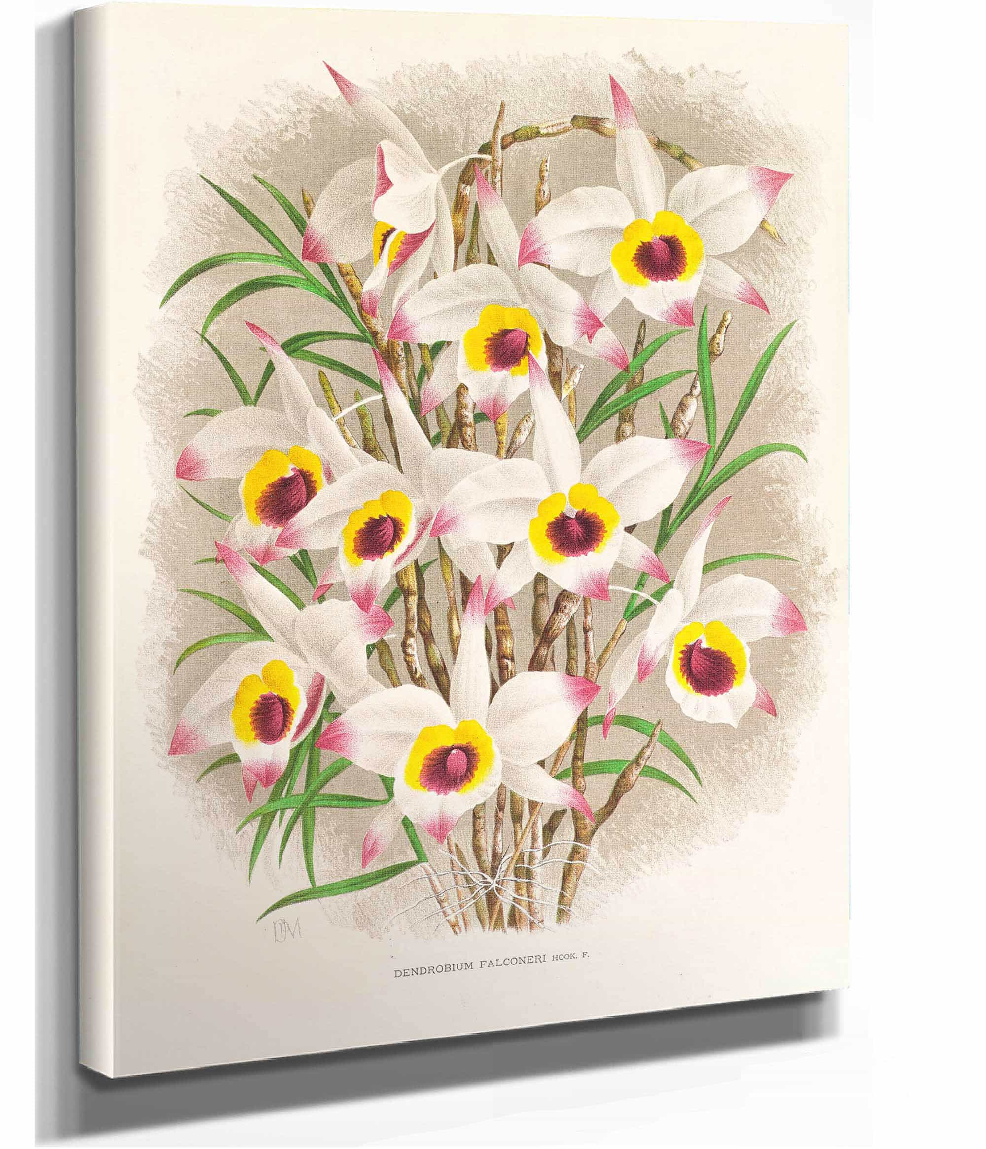 Dendrobium Falconeri by Jean Jules Linden