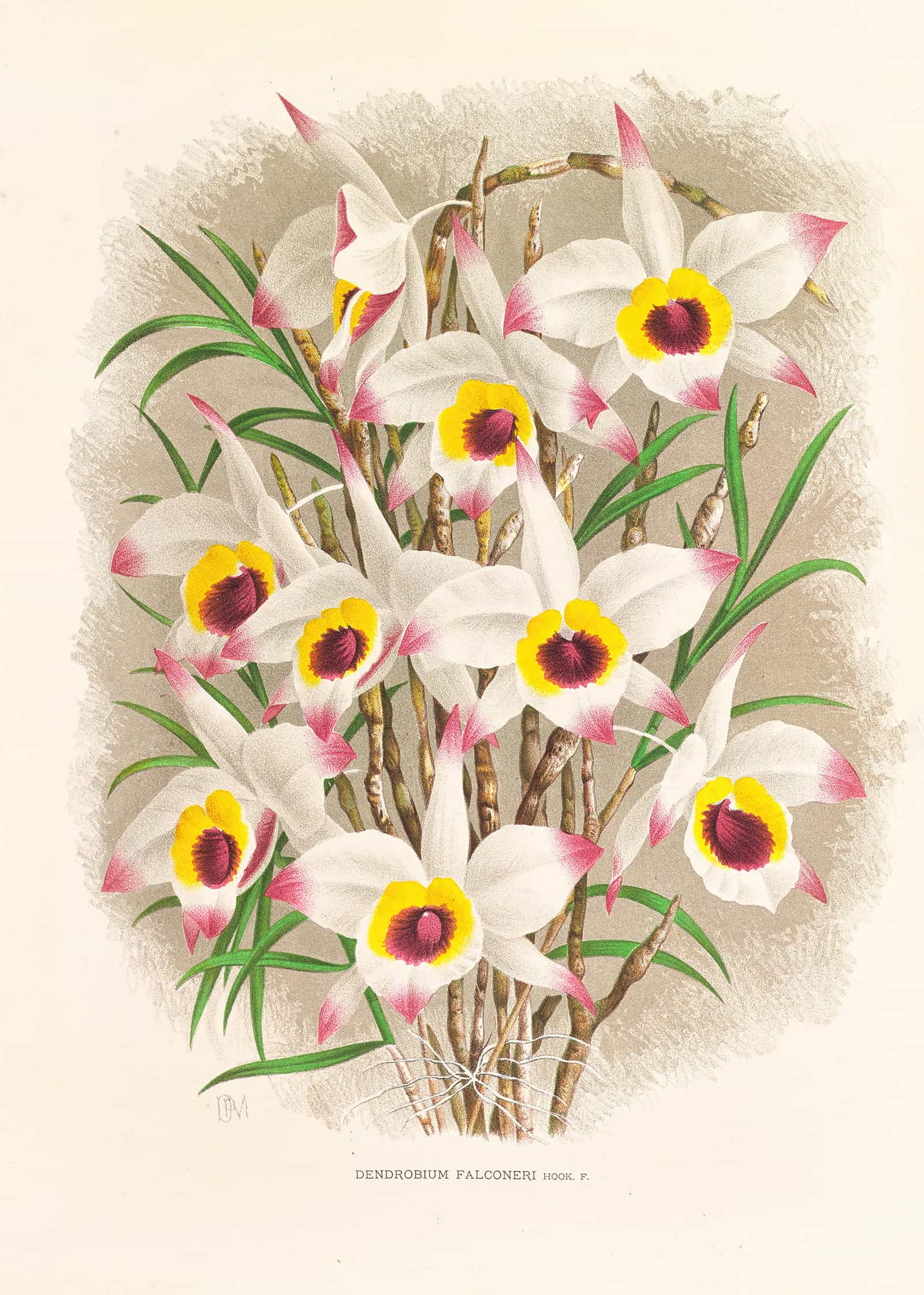 Dendrobium Falconeri by Jean Jules Linden - Image 2