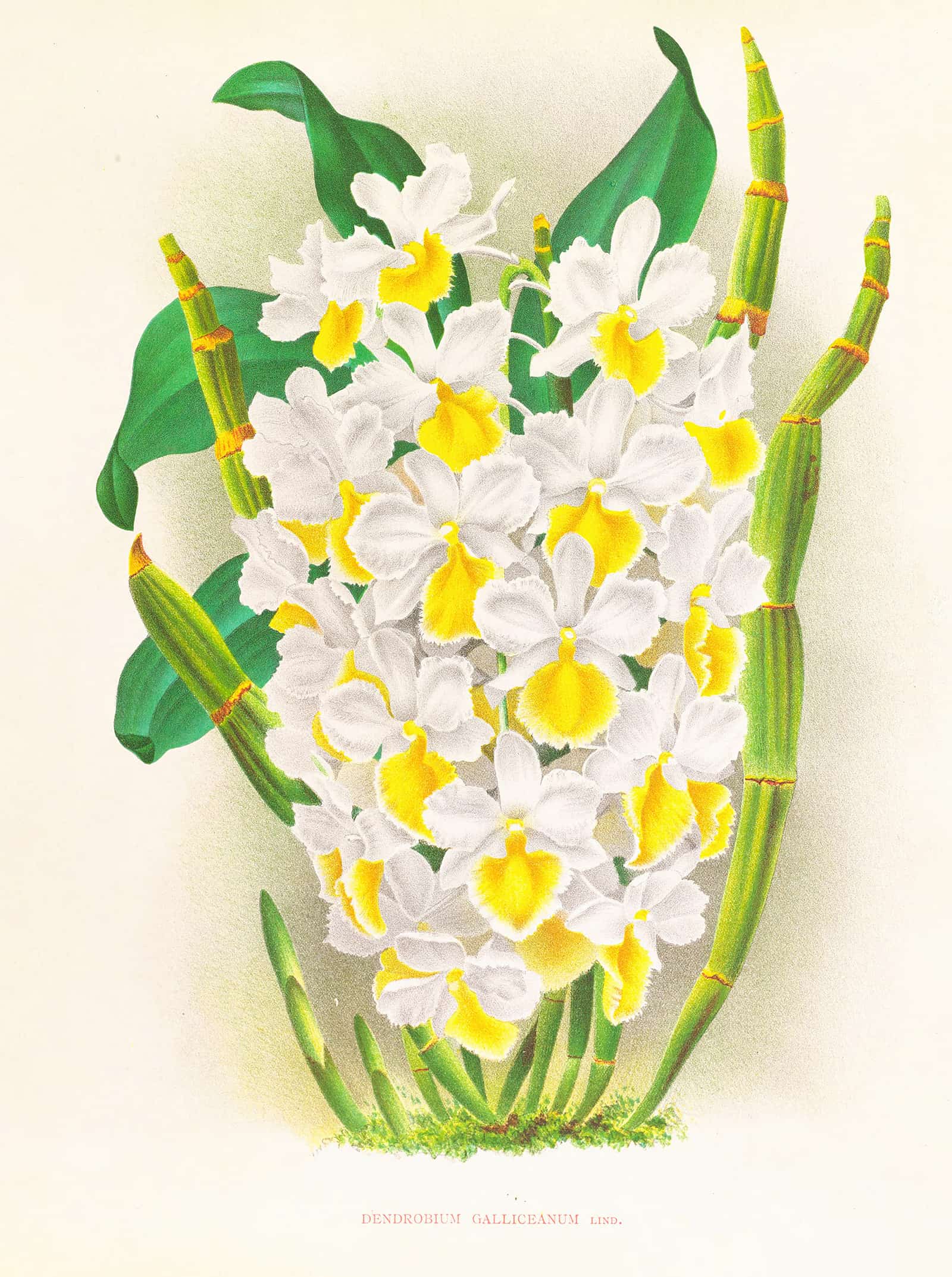 Dendrobium Galliceanum by Jean Jules Linden - Image 2