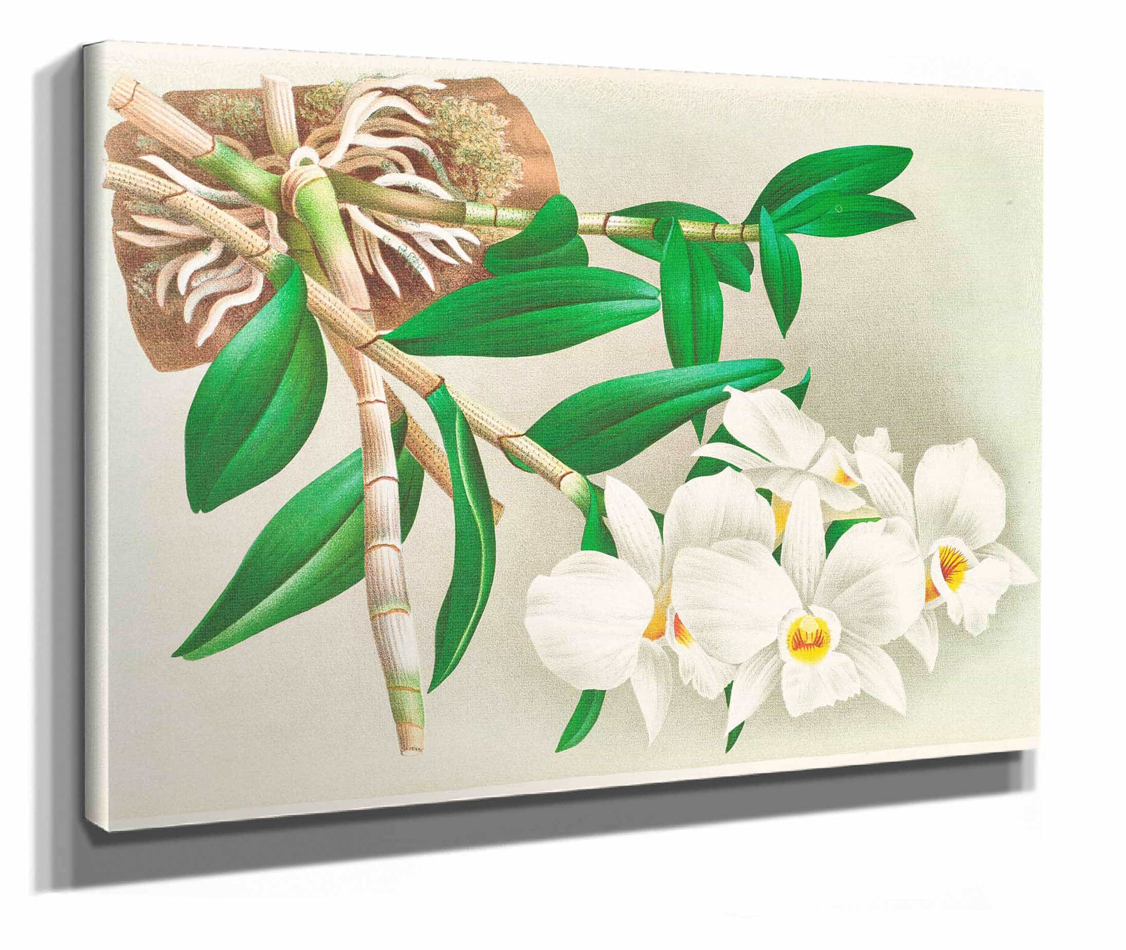 Dendrobium Infundibulum by Jean Jules Linden - Image 2
