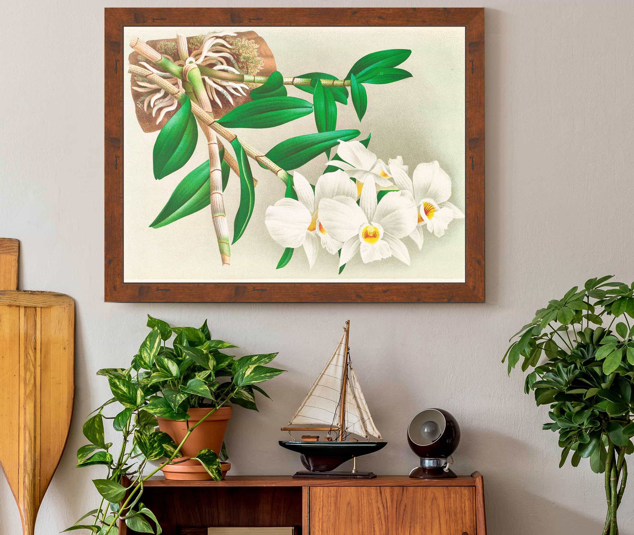 Dendrobium Infundibulum by Jean Jules Linden - Image 3
