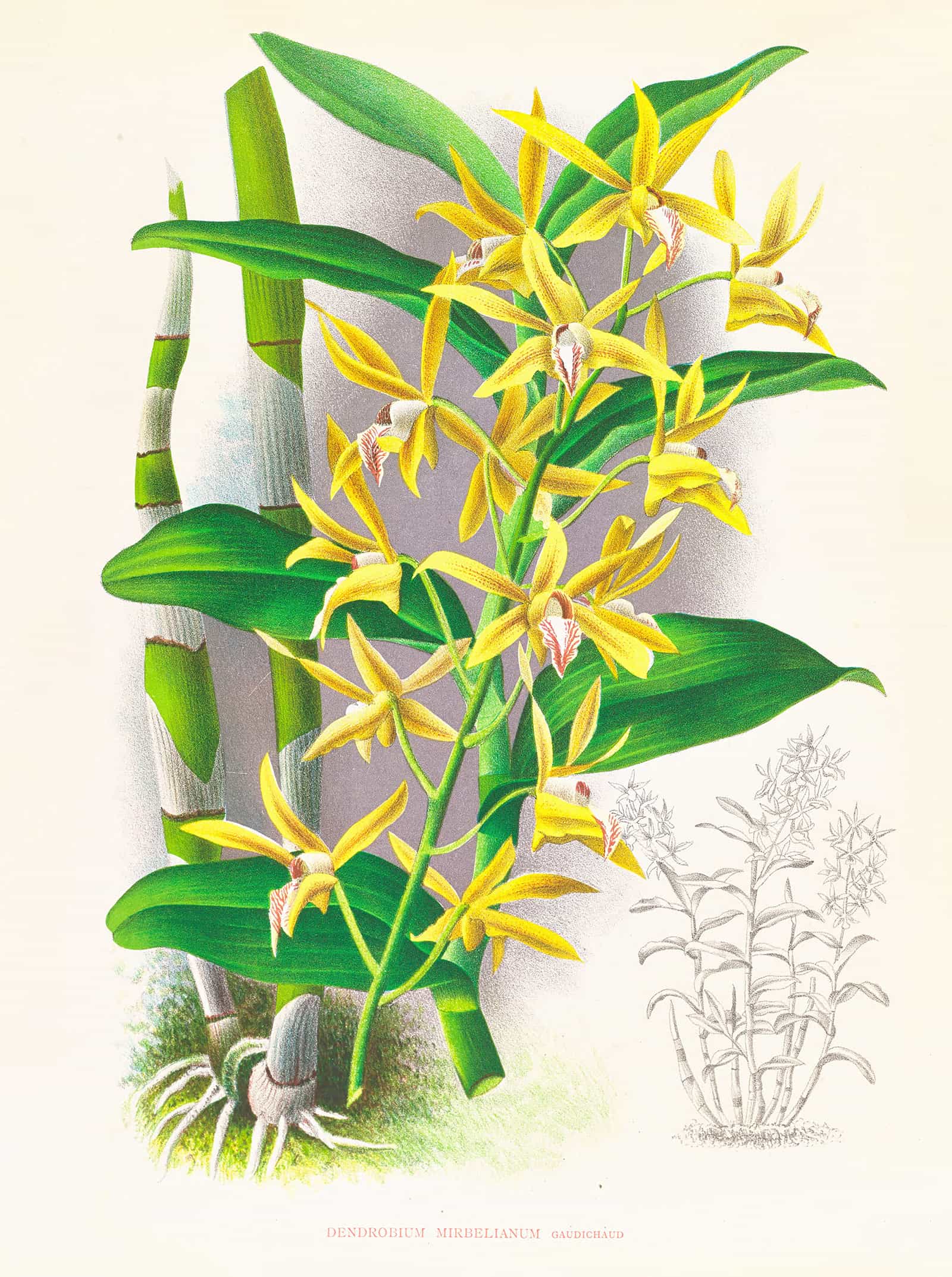 Dendrobium Mirbelianum by Jean Jules Linden - Image 2