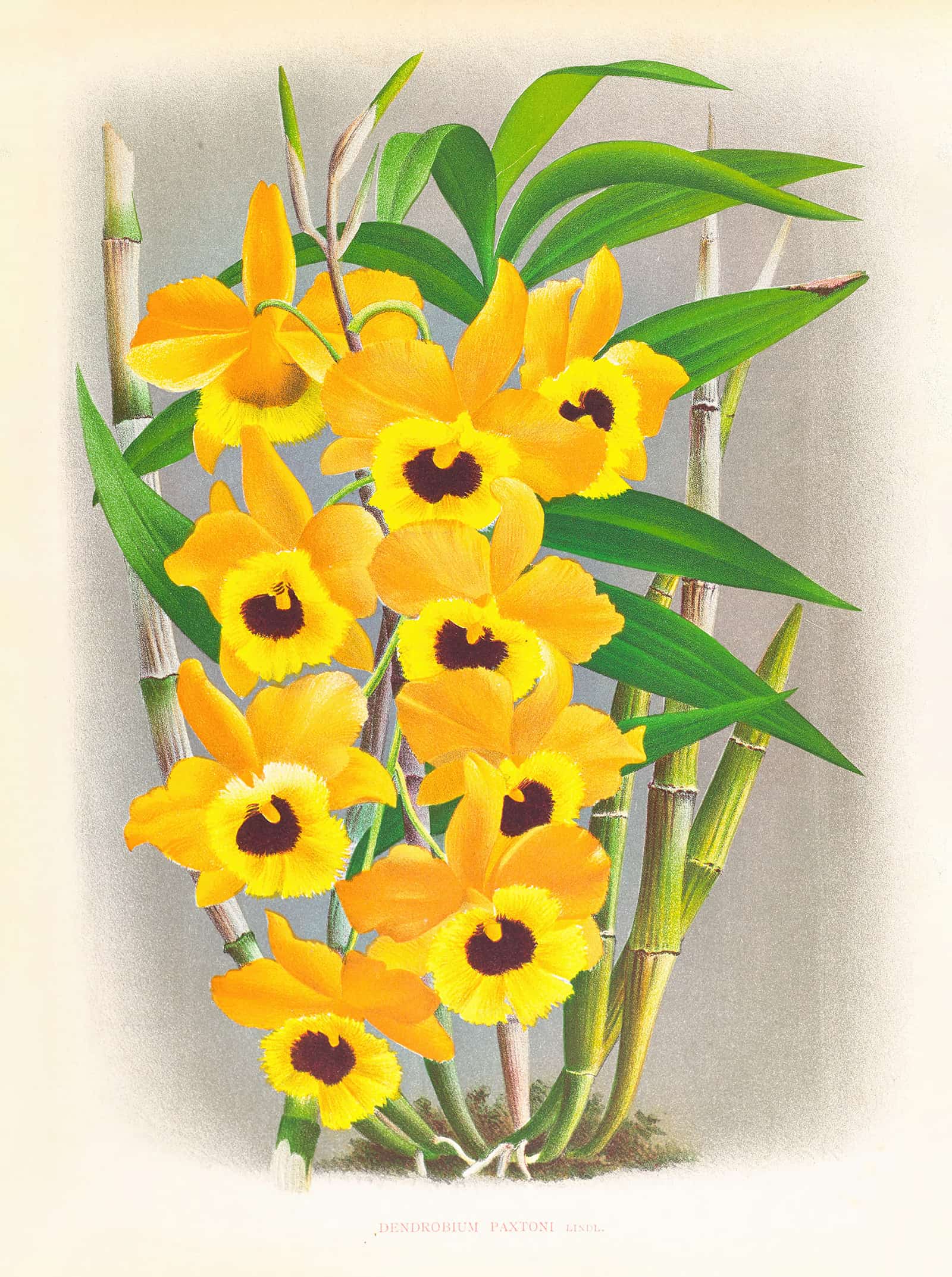 Dendrobium Paxtoni by Jean Jules Linden - Image 2