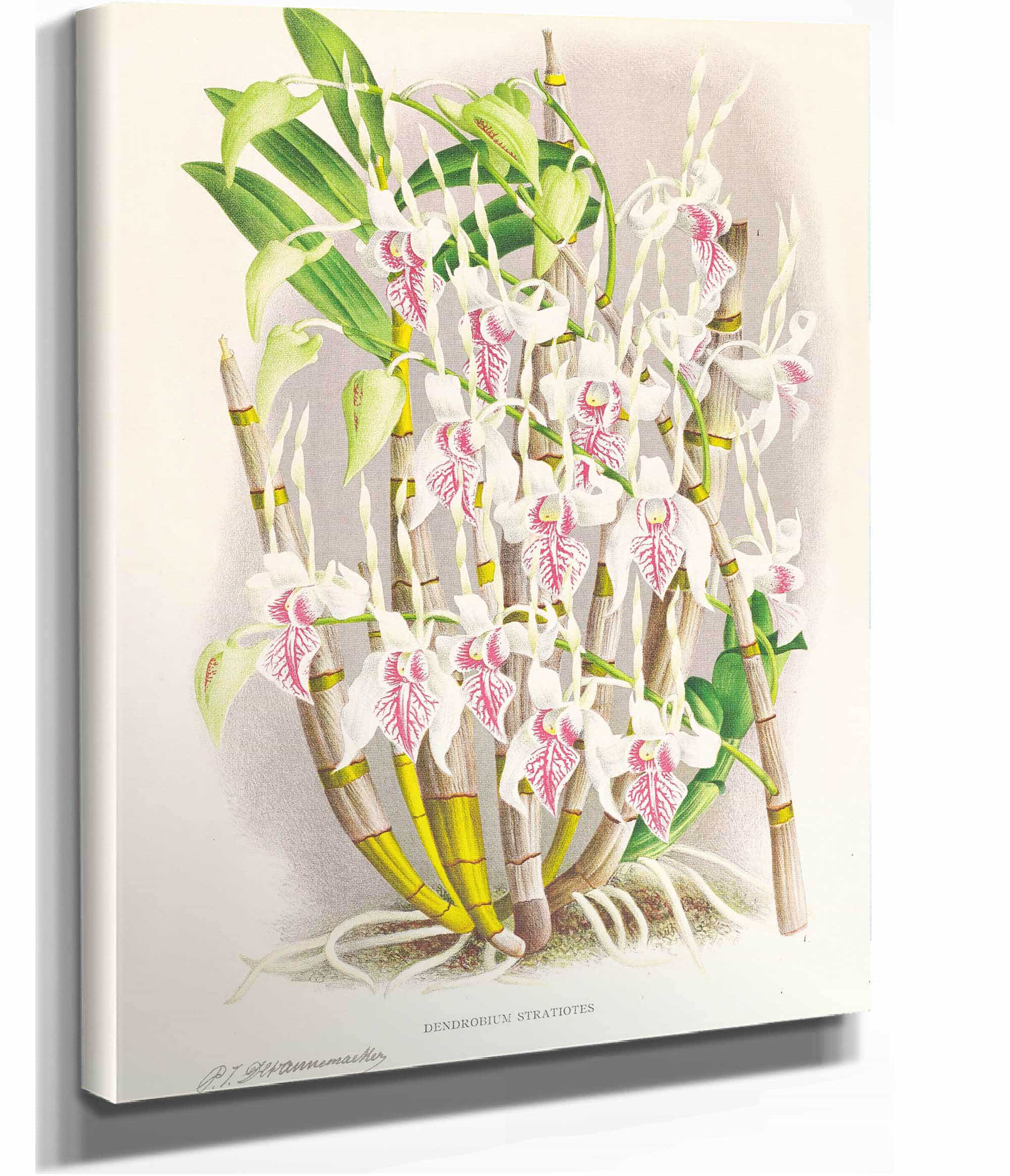 Dendrobium Stratiotes by Jean Jules Linden