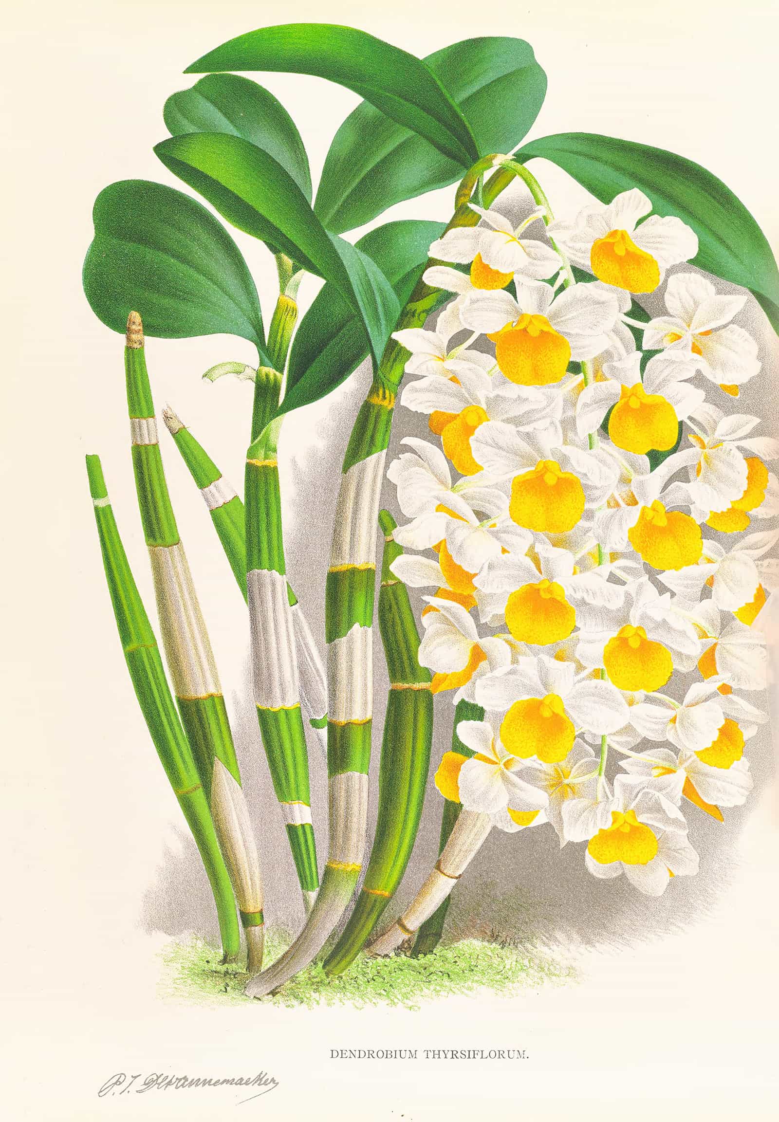 Dendrobium Thyrsiflorum by Jean Jules Linden - Image 2