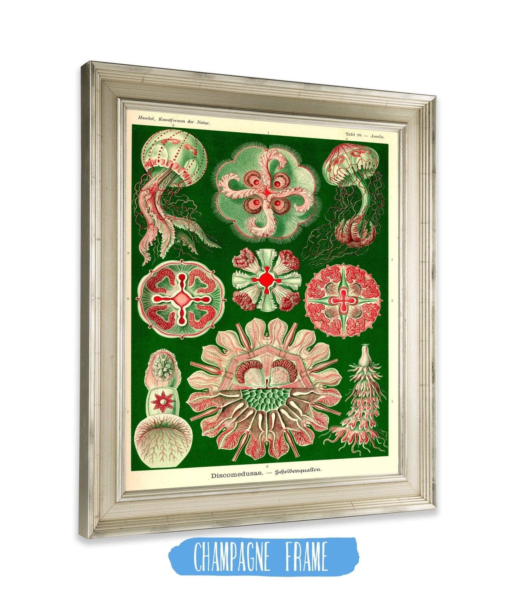 Jellyfish (Discomedusae) - Image 2