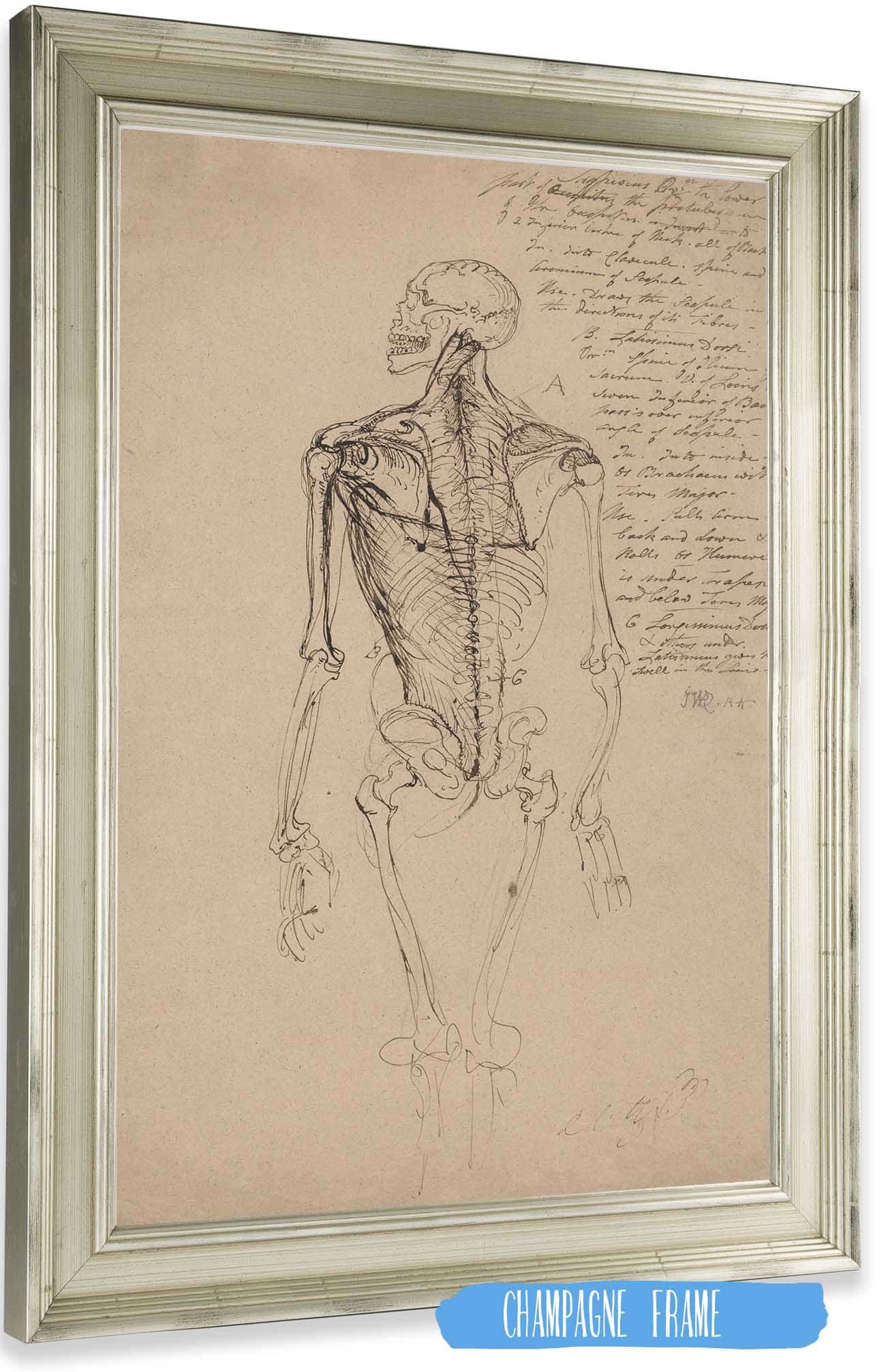 Drawing Of A Mans Skeleton by James Ward