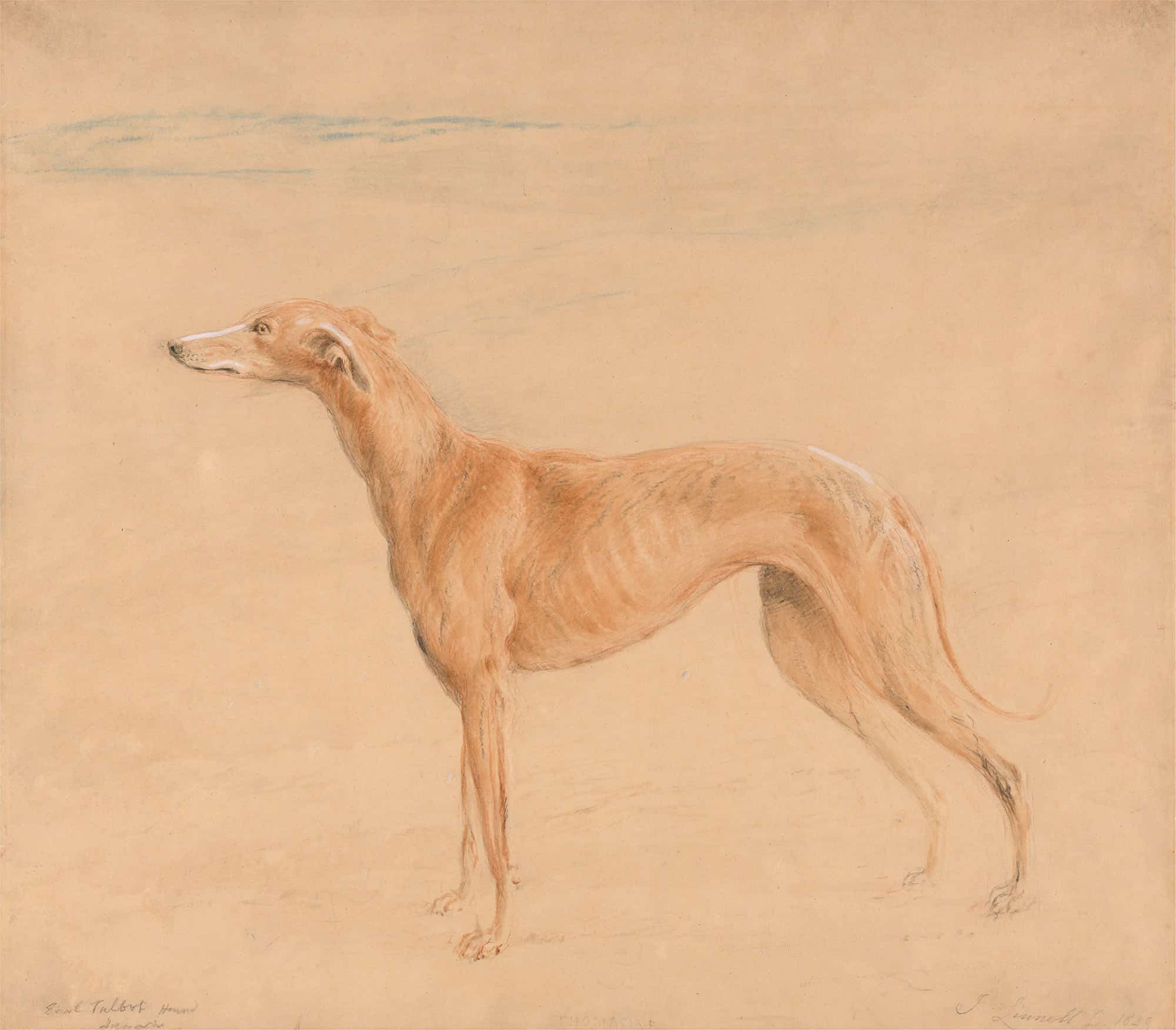 Earl Talbots Hound Thomasine by John Linnell