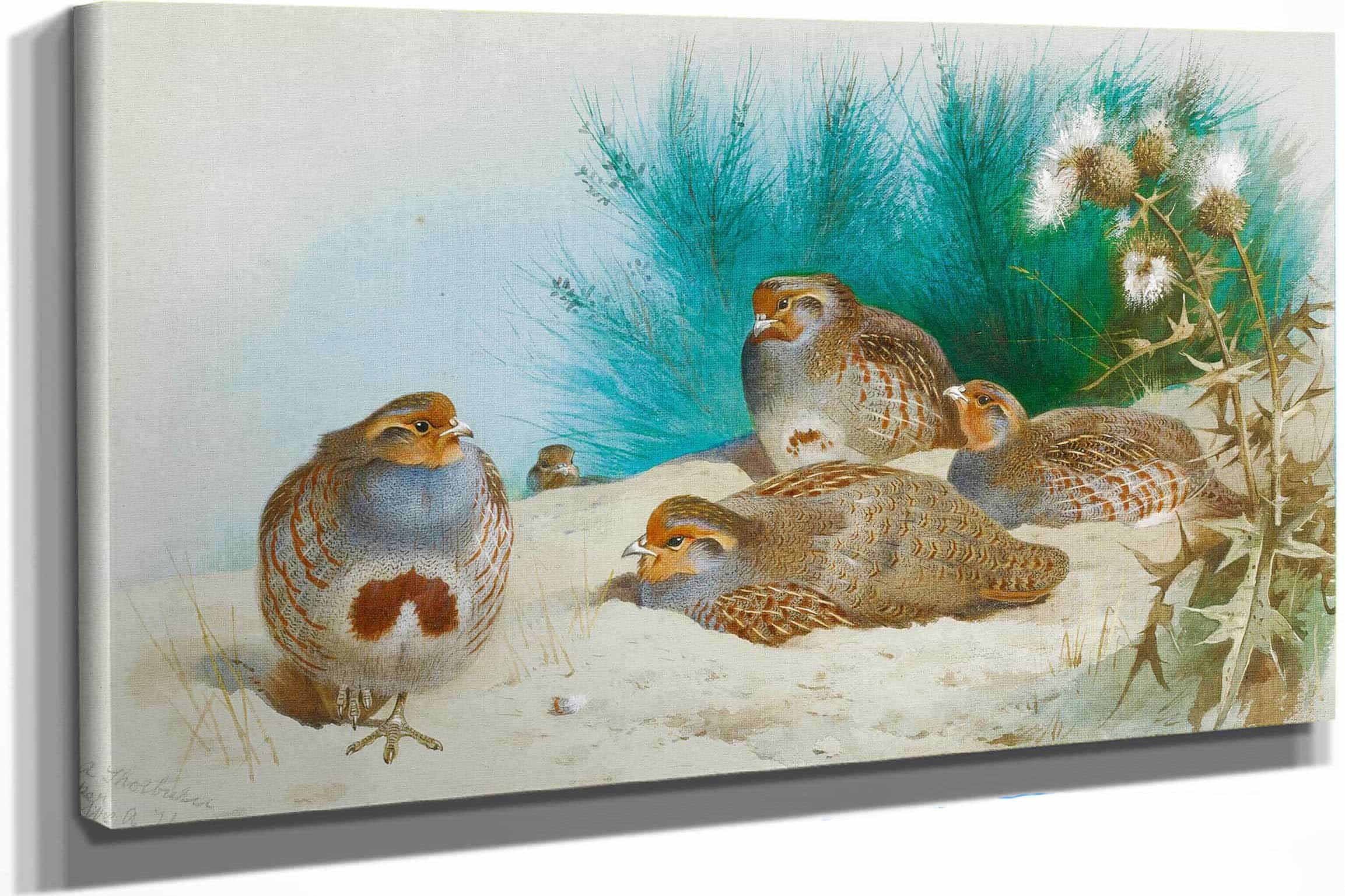 English Partridge With Gorse And Thistles by Archibald Thorburn