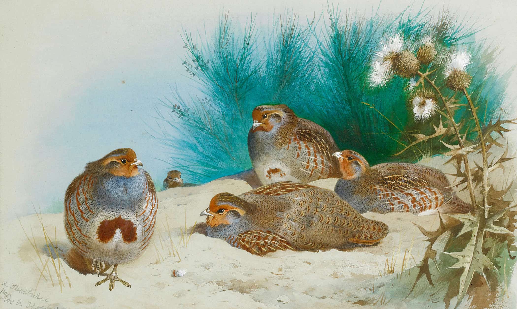 English Partridge With Gorse And Thistles by Archibald Thorburn - Image 2