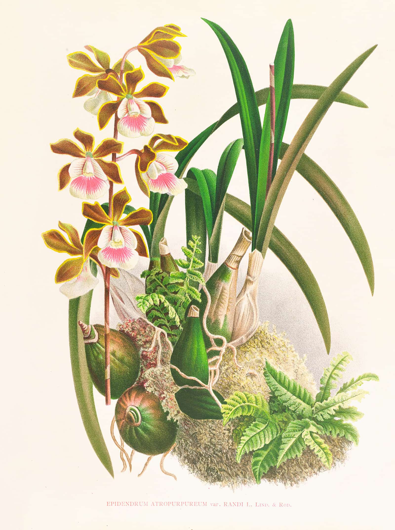 Epidendrum Atropurpureum by Jean Jules Linden - Image 2